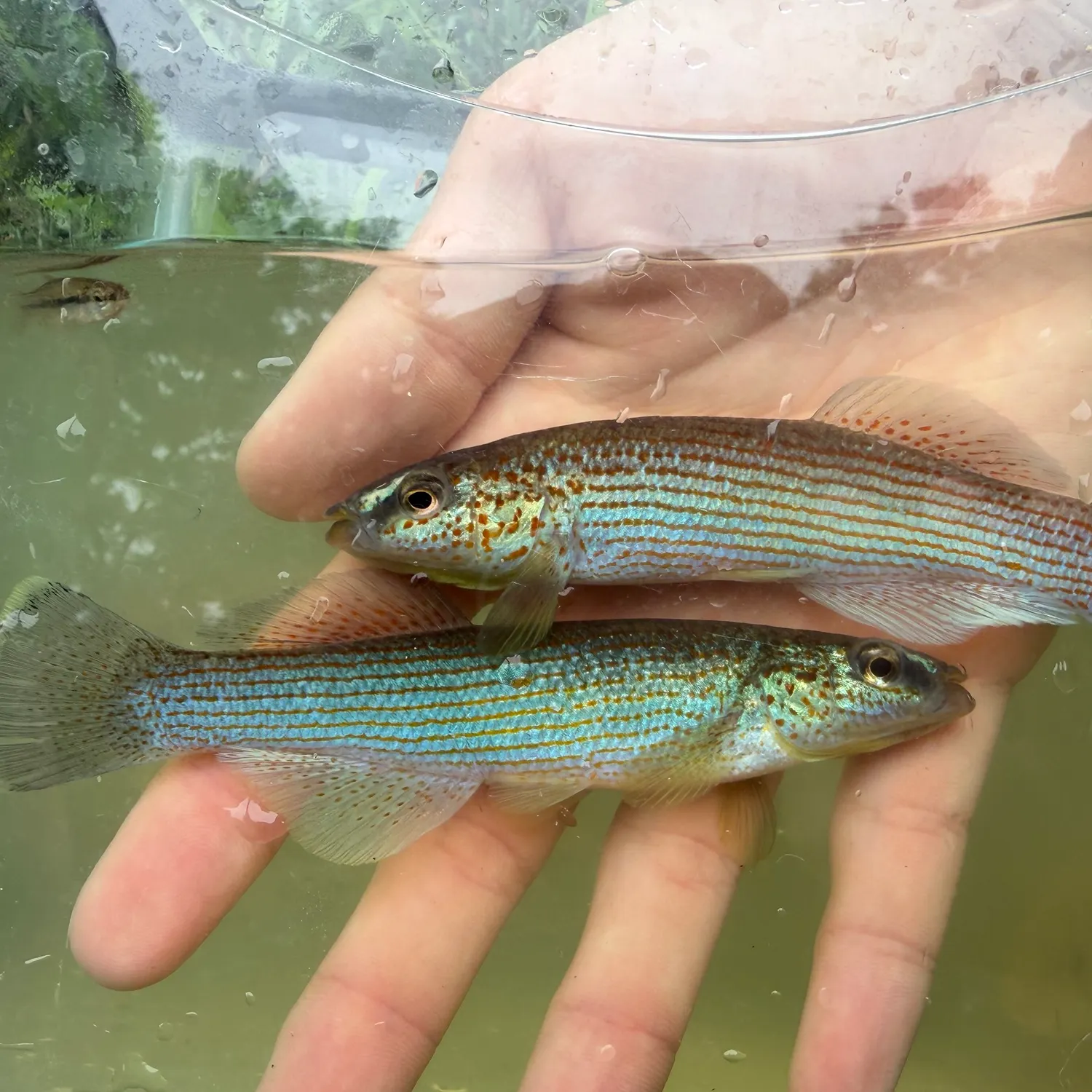 The most recent Disjunct studfish catches on Fishbrain