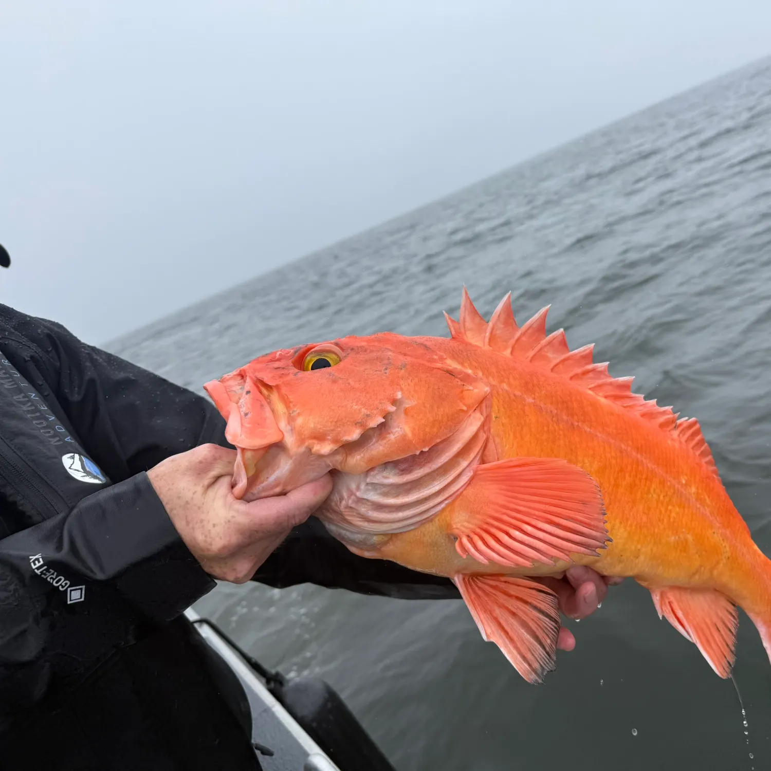 The most recent Yelloweye rockfish catches on Fishbrain