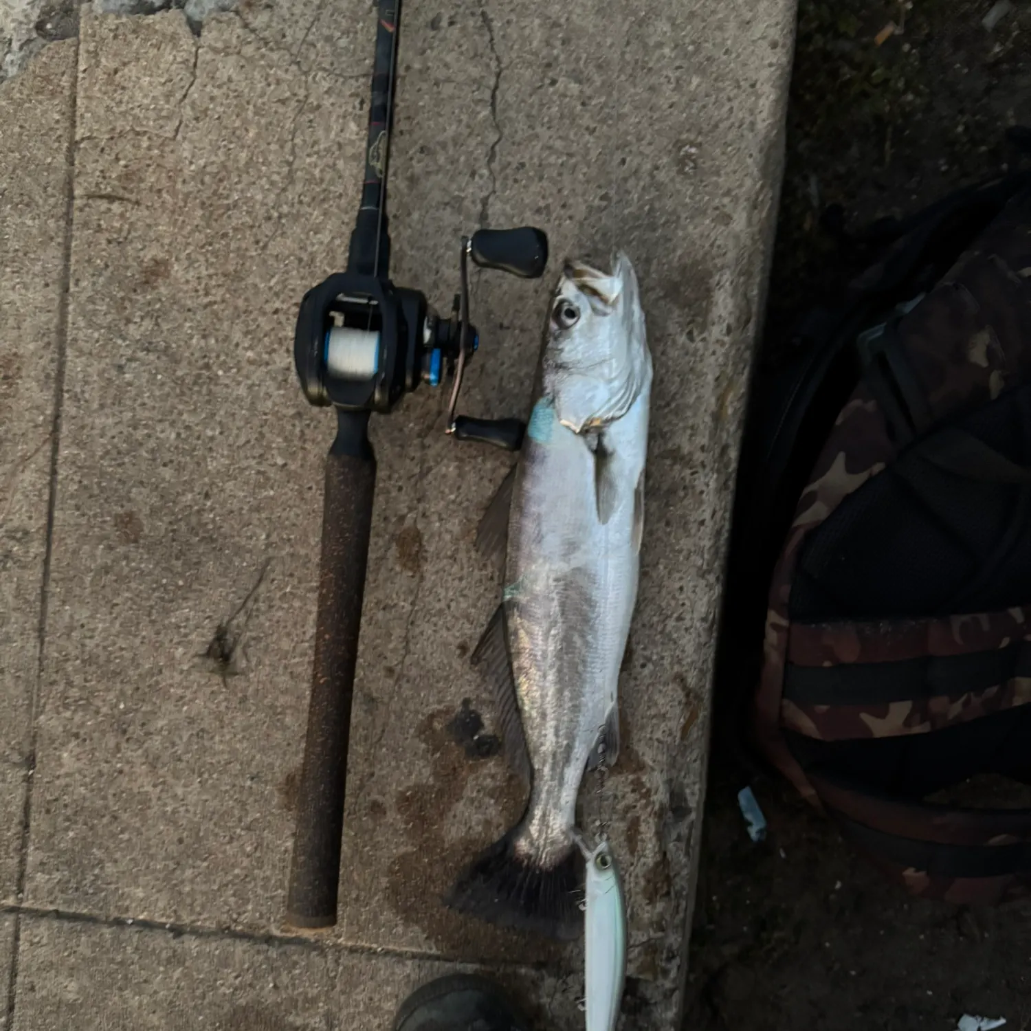 The most popular recent Stolzmann's weakfish catch on Fishbrain