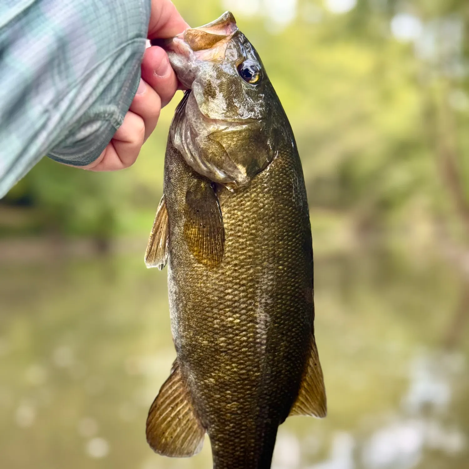 Smallmouth bass caught on Fishbrain