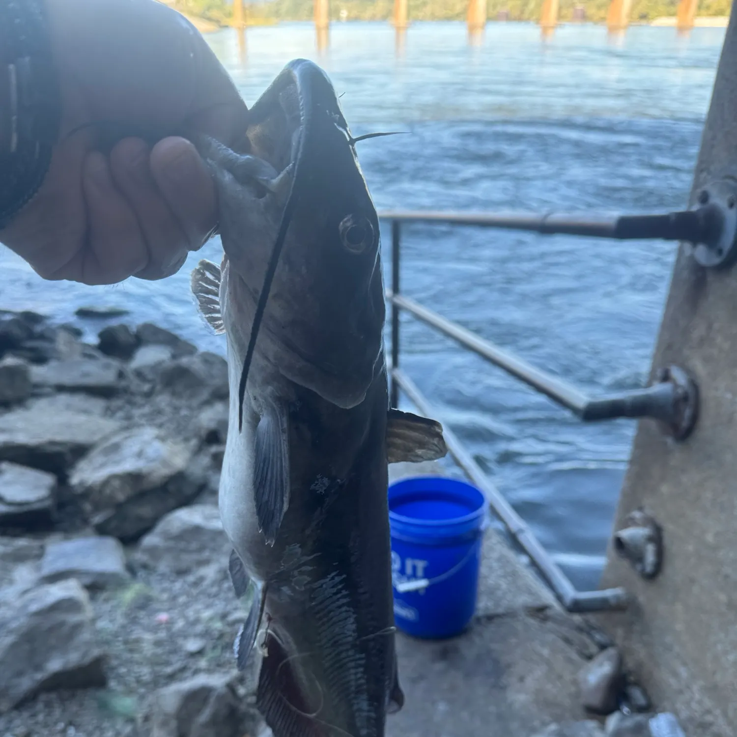 Channel catfish caught on Fishbrain