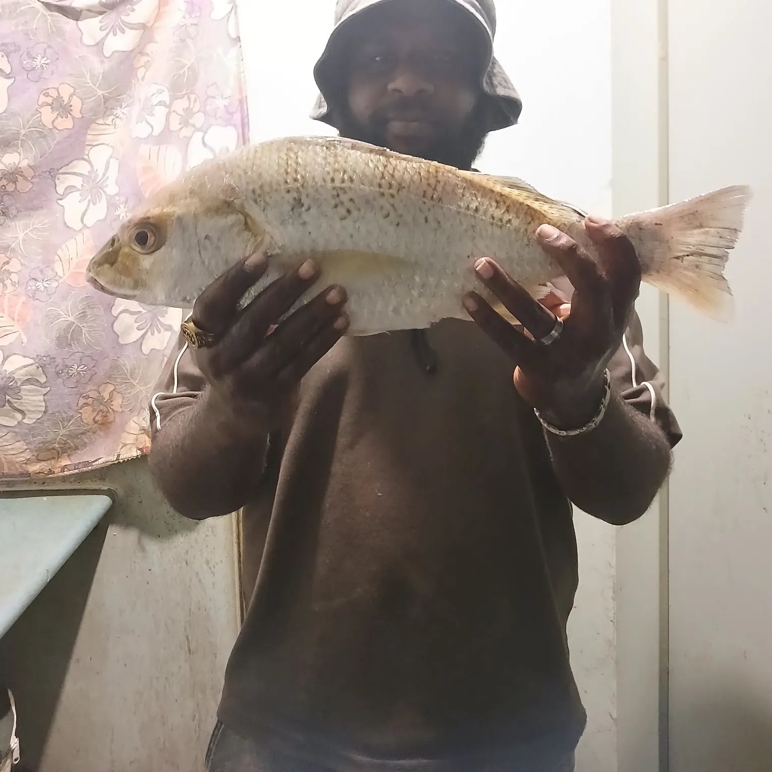 Javelin grunter caught on Fishbrain