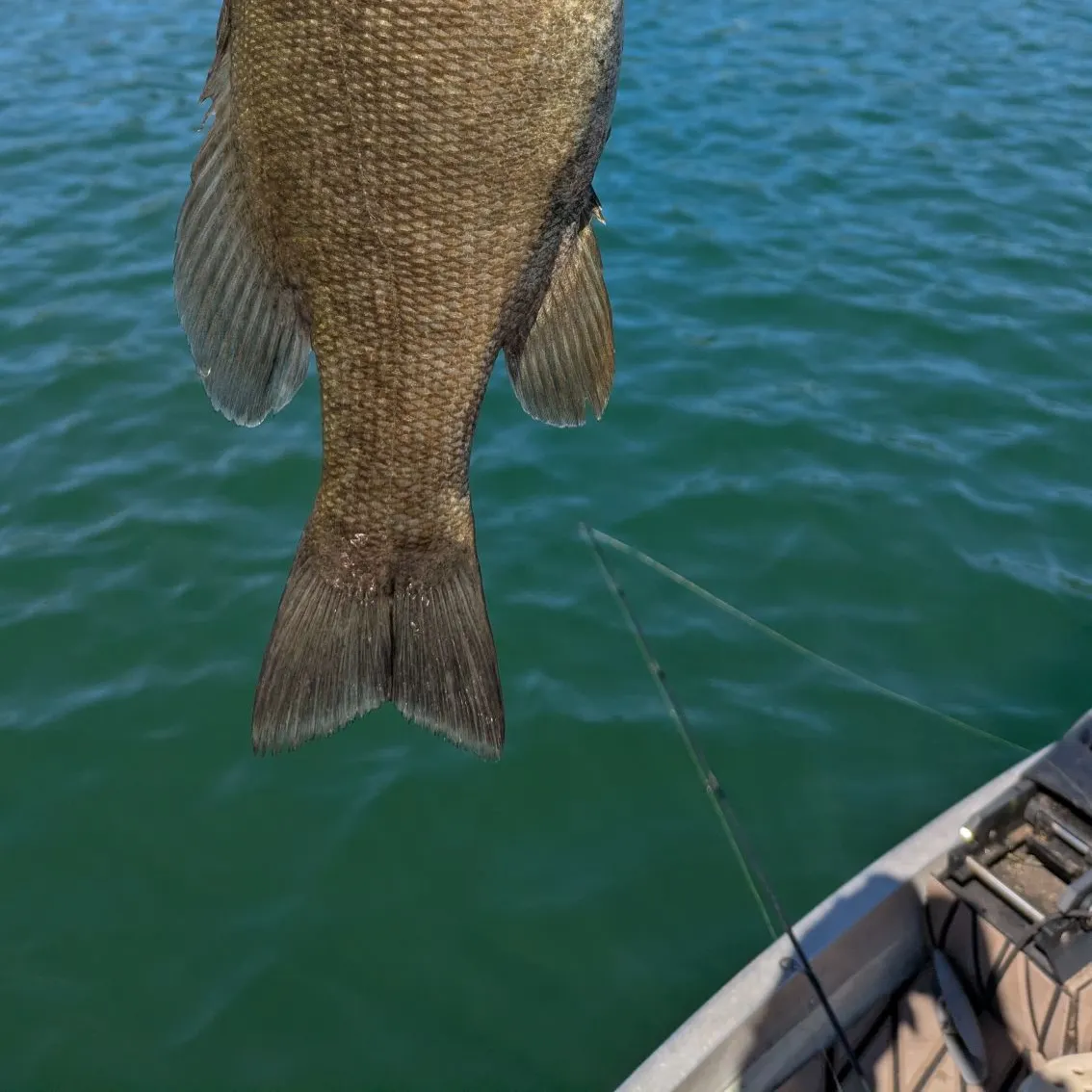 Smallmouth bass caught on Fishbrain