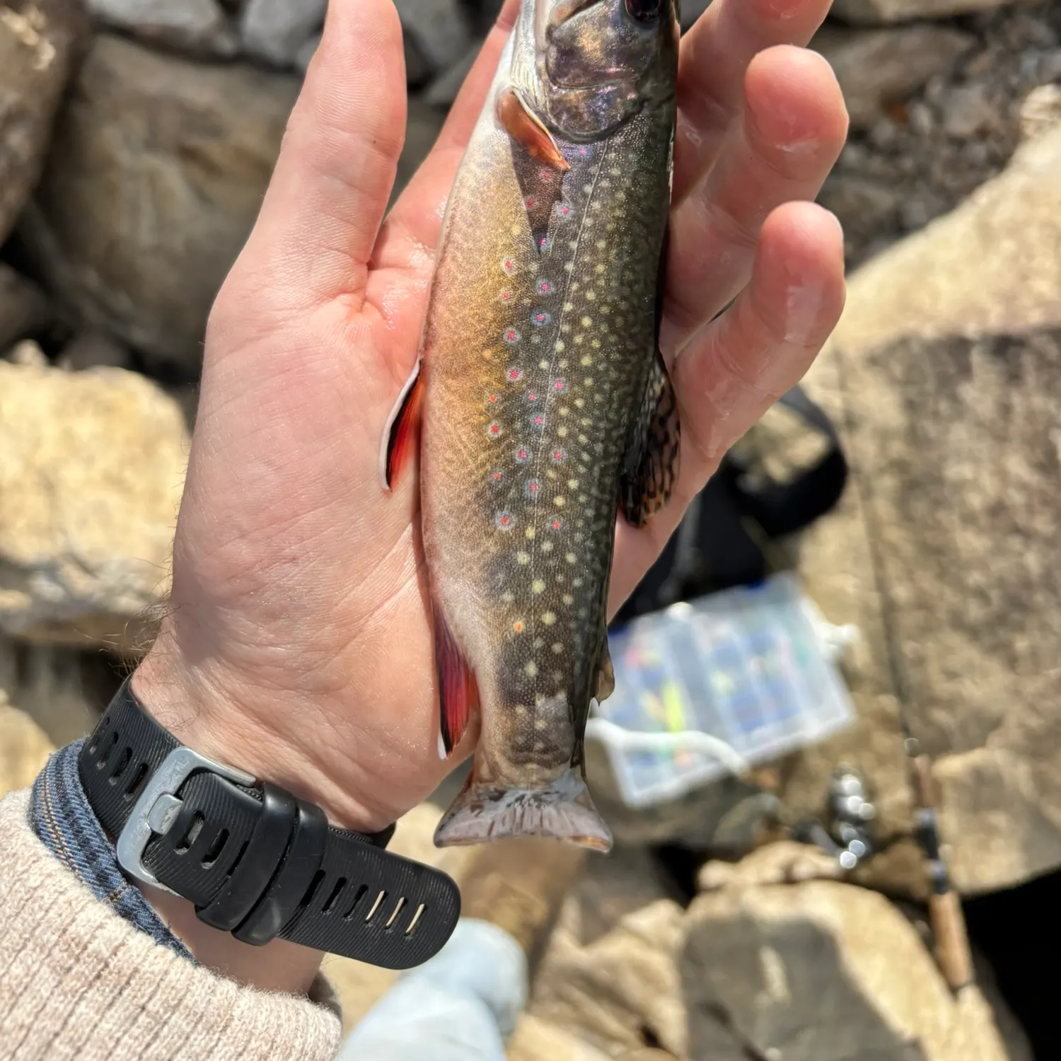 Brook trout caught on Fishbrain