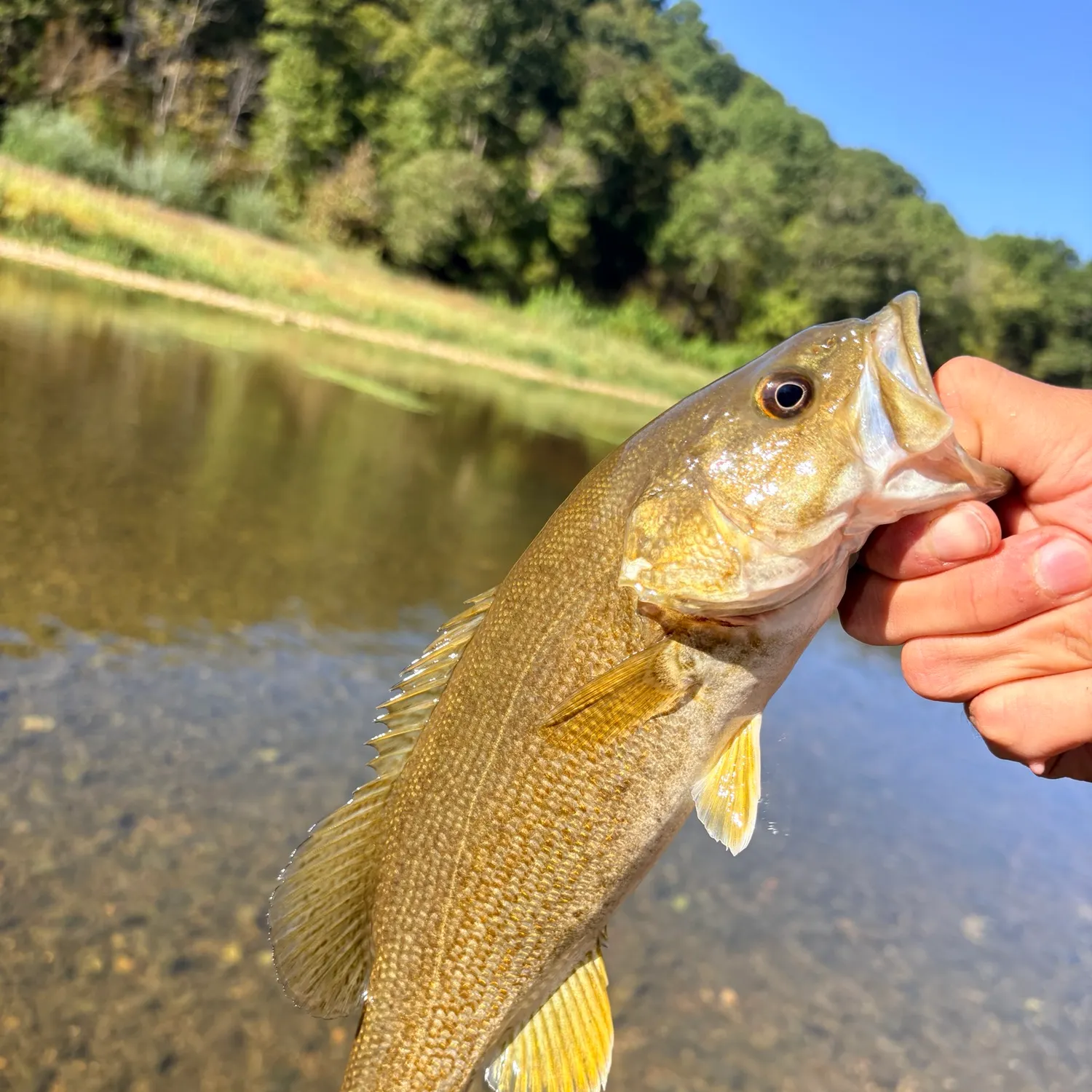 Smallmouth bass caught on Fishbrain
