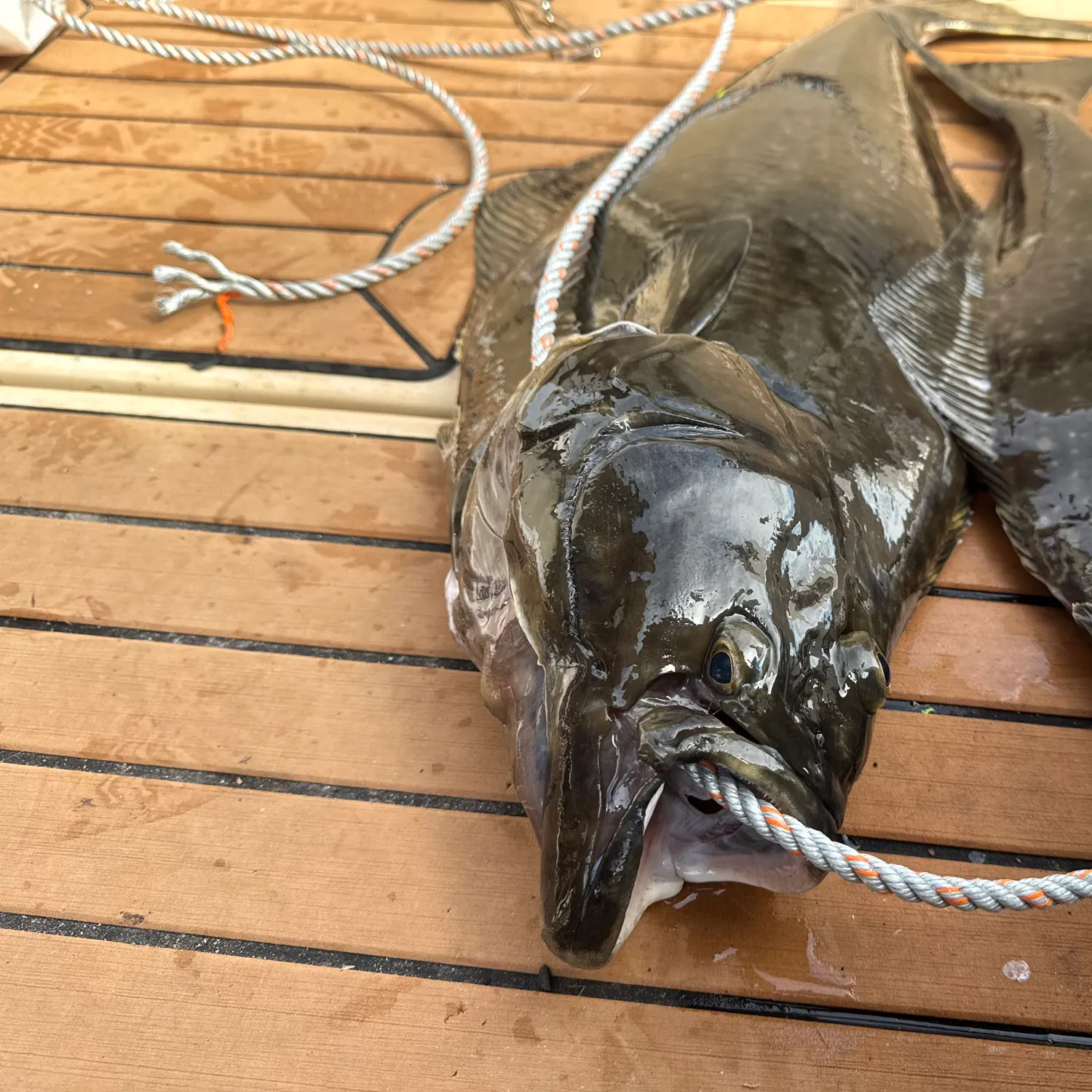 Pacific halibut caught on Fishbrain