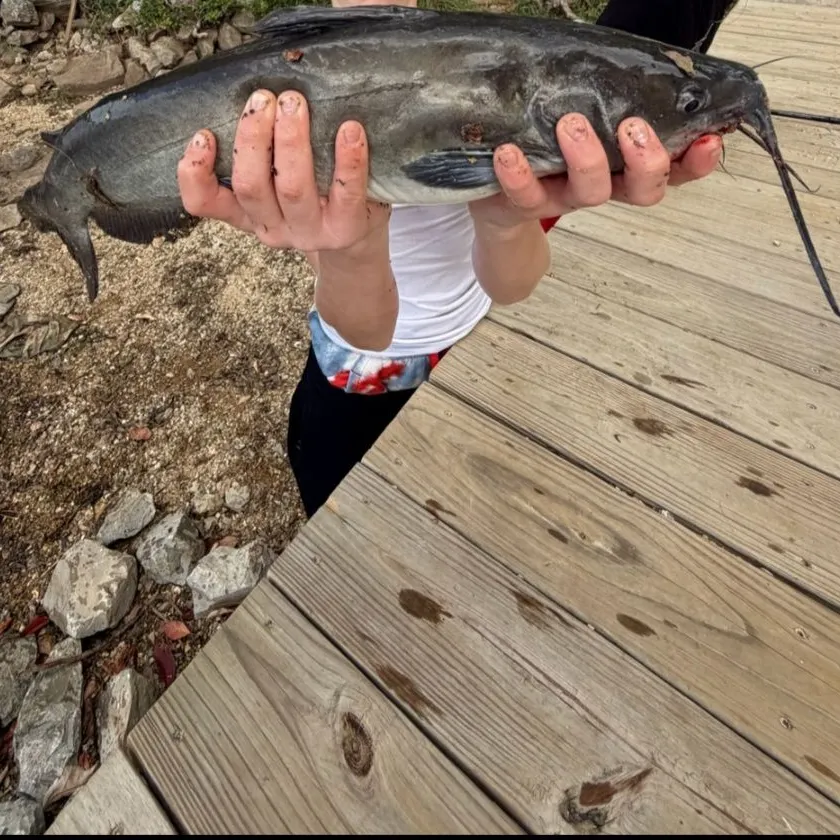 Channel catfish caught on Fishbrain