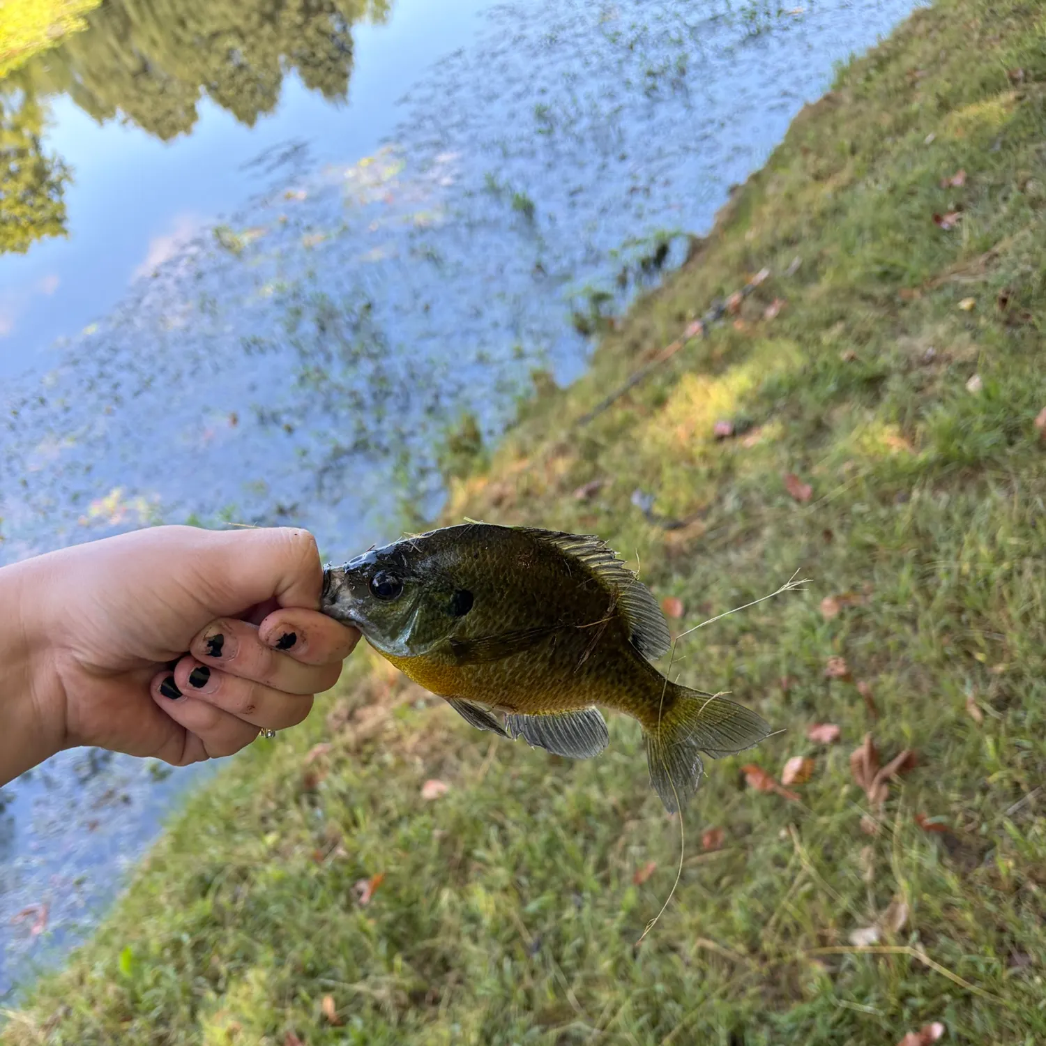 Bluegill caught on Fishbrain