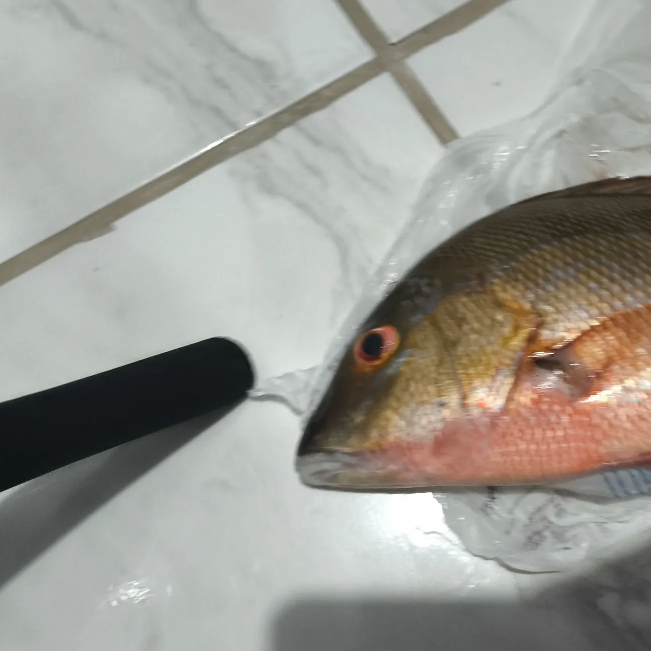 The most recent Mutton snapper catches on Fishbrain