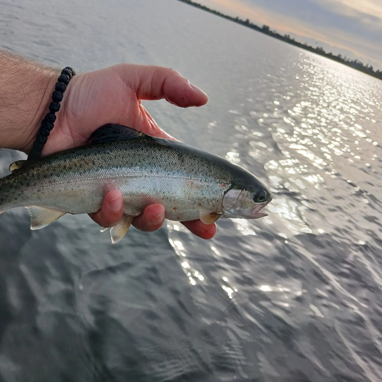 Rainbow trout caught on Fishbrain