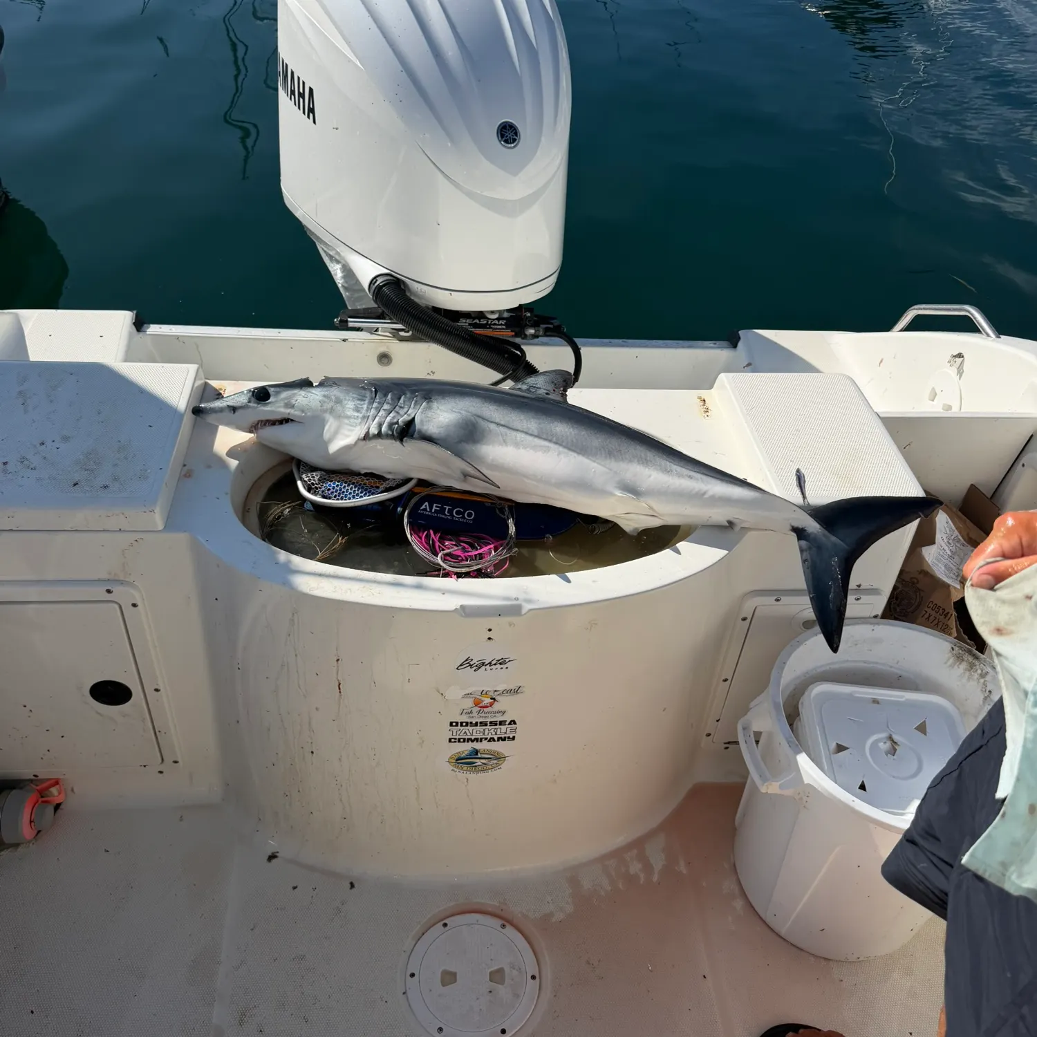 The most recent Shortfin mako shark catches on Fishbrain