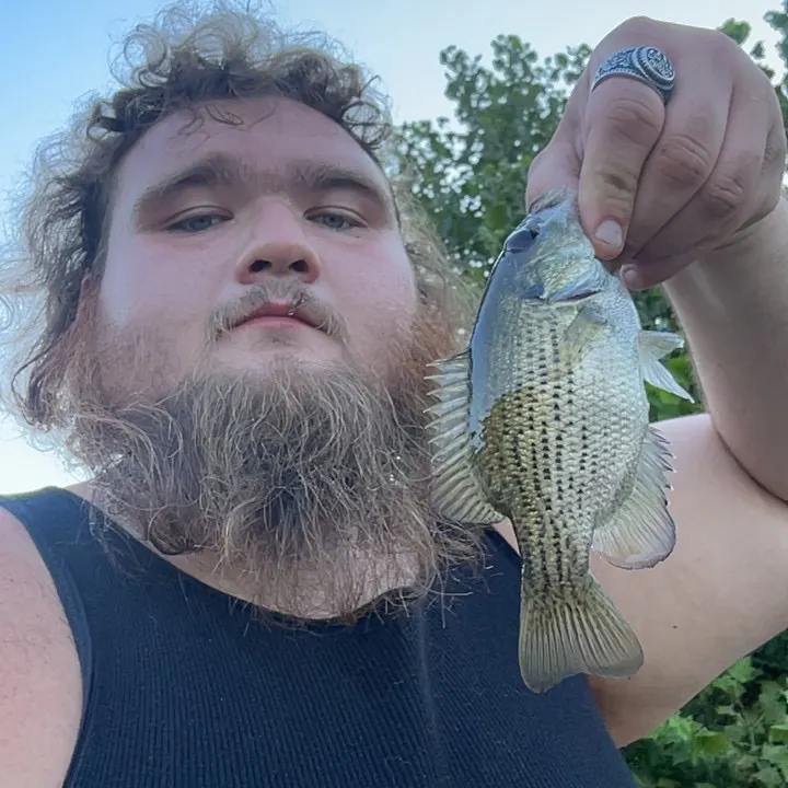 Rock bass caught on Fishbrain