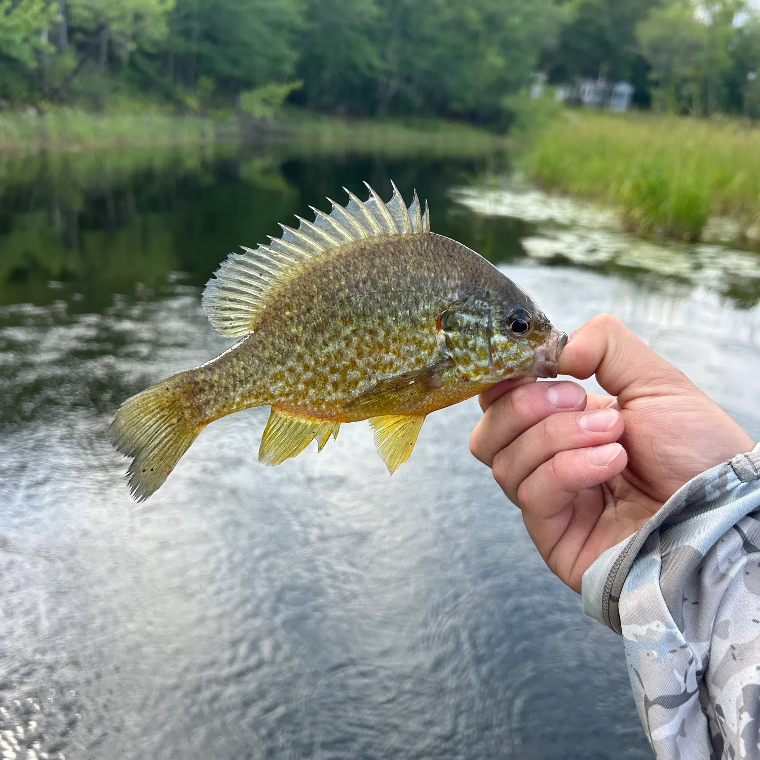 Pumpkinseed caught on Fishbrain