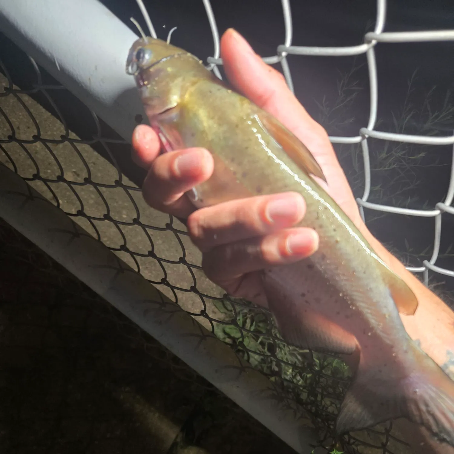 Channel catfish caught on Fishbrain