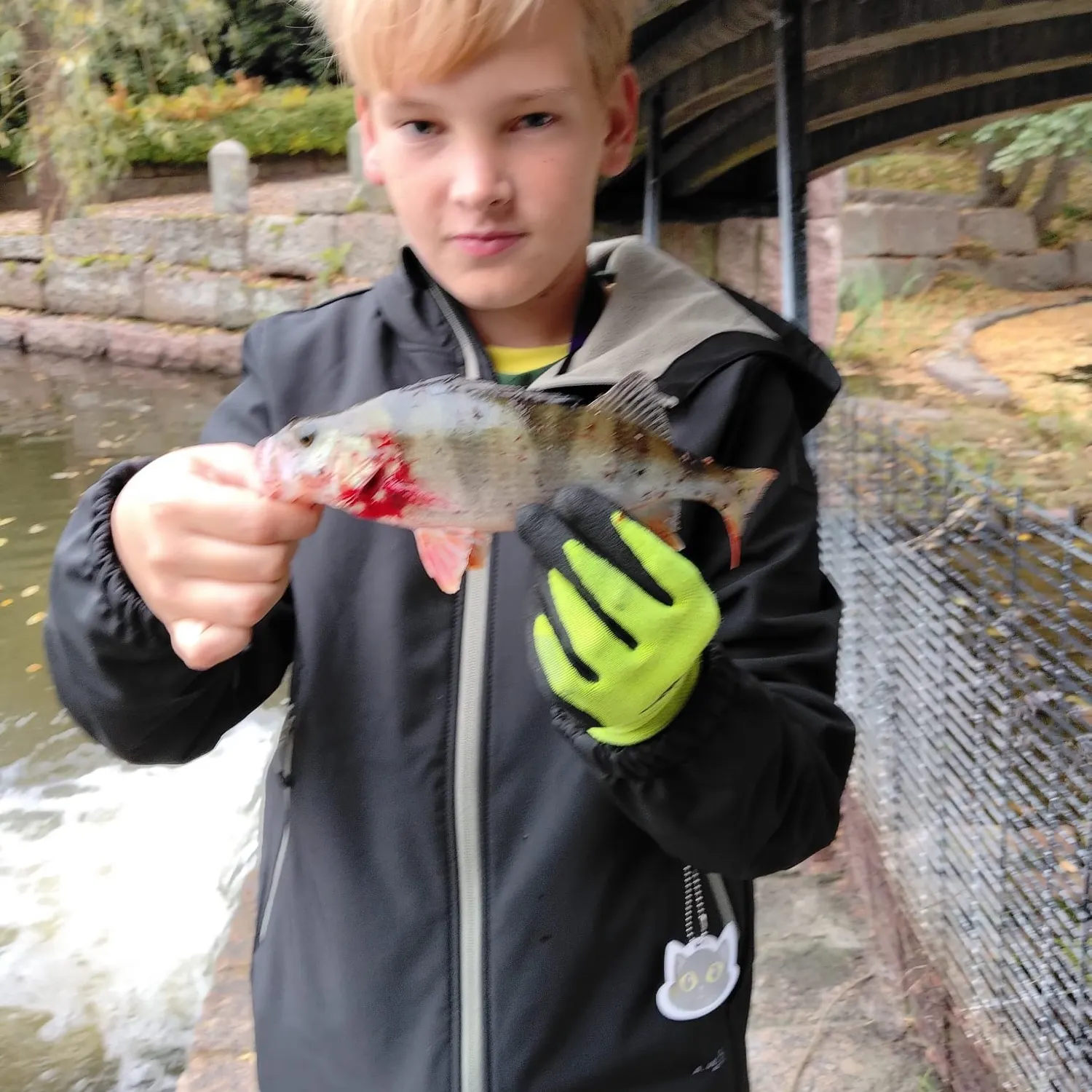 European perch caught on Fishbrain