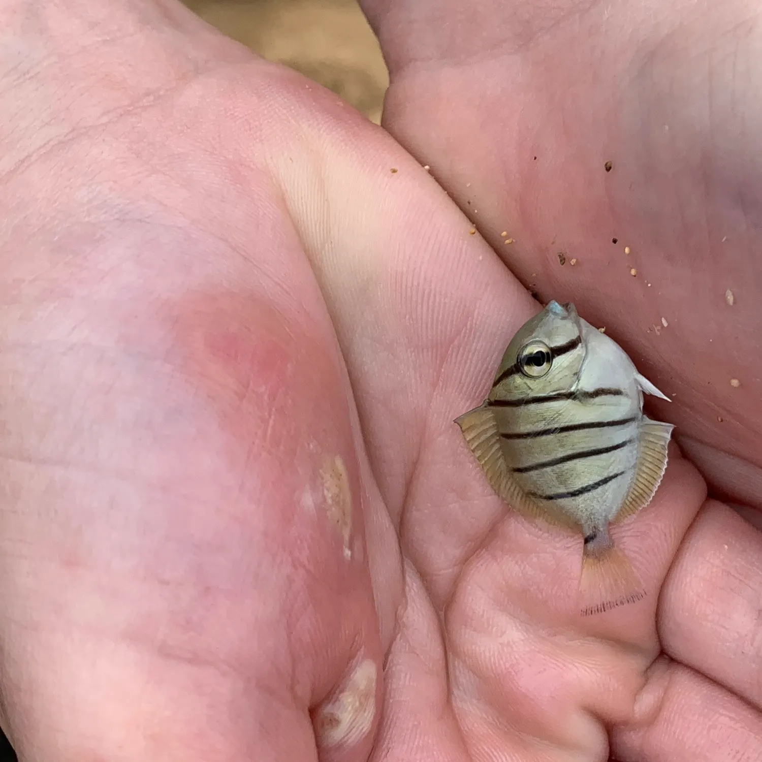 The most recent Convict surgeonfish catches on Fishbrain