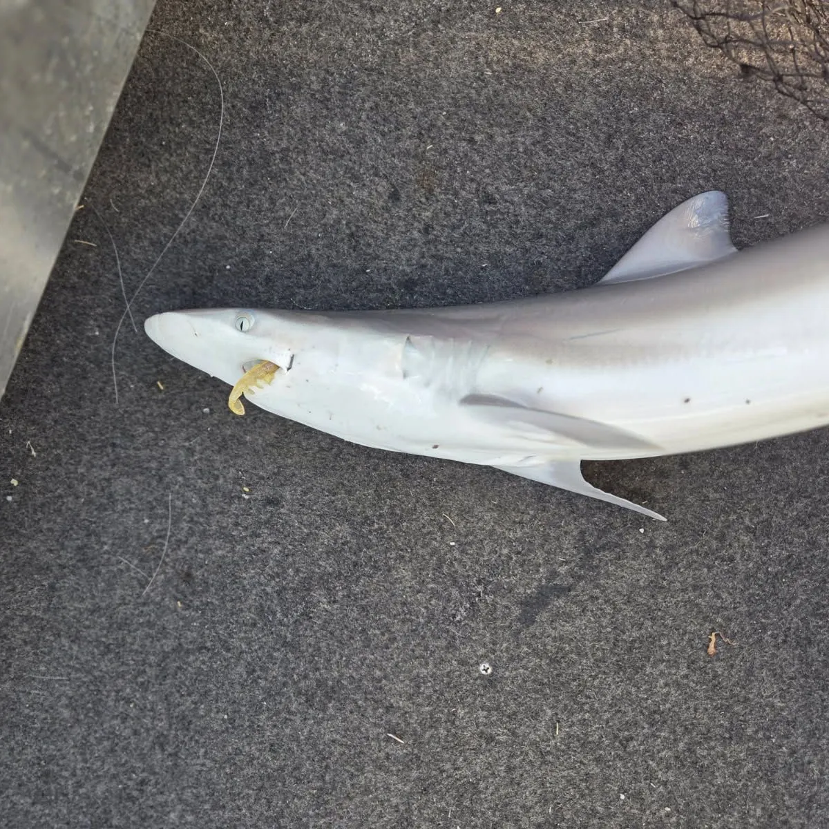 The most recent Pacific sharpnose shark catches on Fishbrain