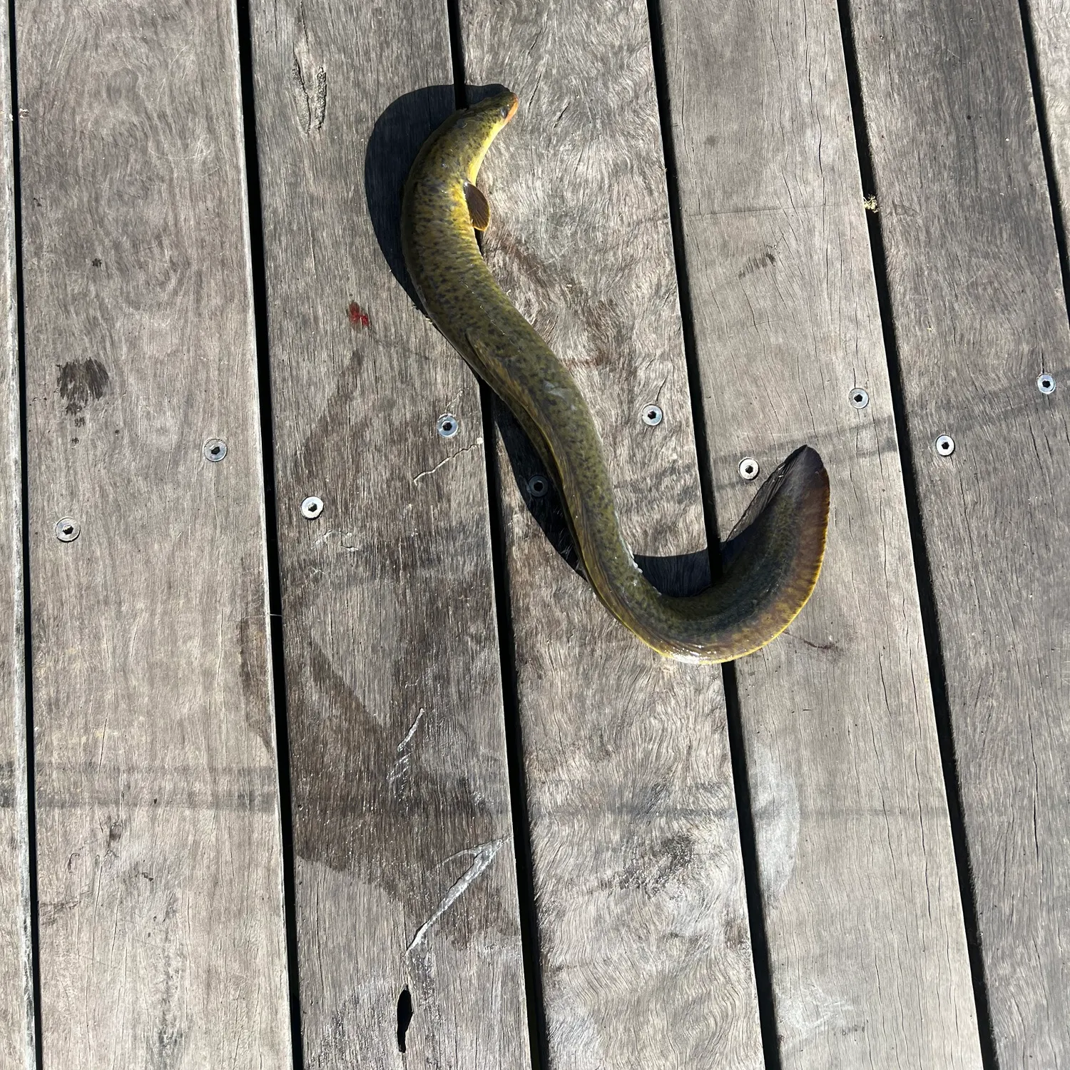 The most recent Speckled longfin eel catches on Fishbrain