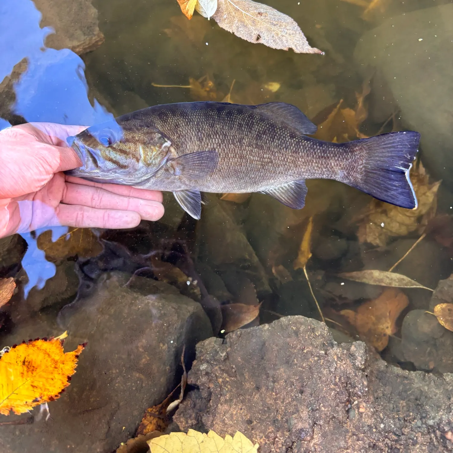 Smallmouth bass caught on Fishbrain