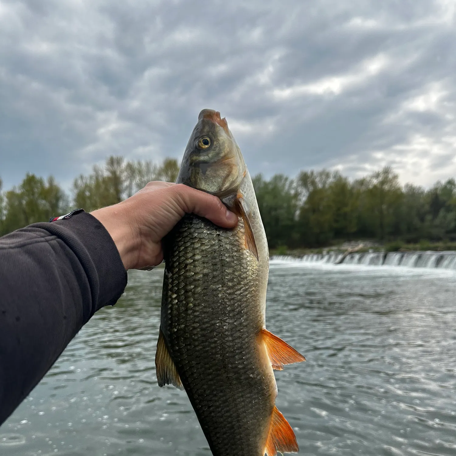 The most recent Common nase catches on Fishbrain