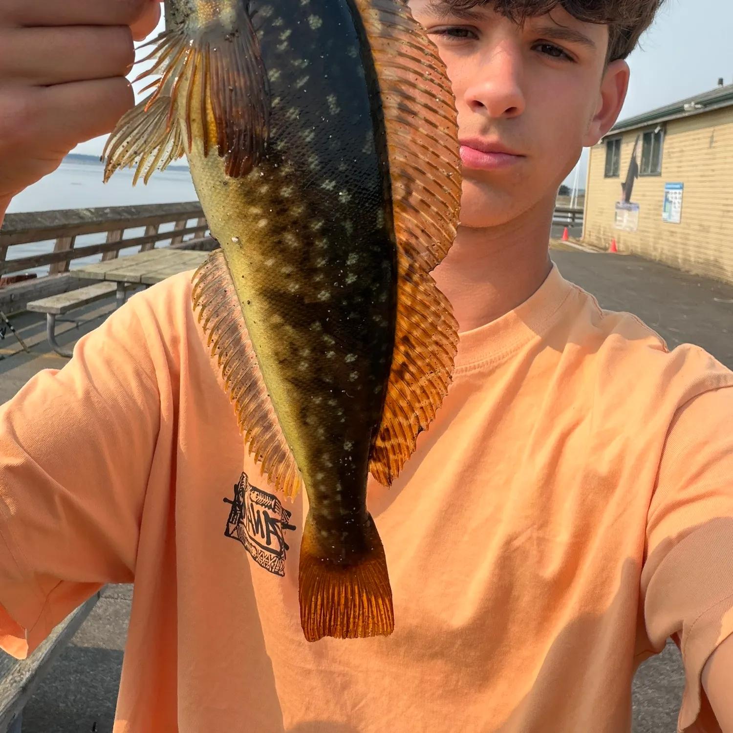 Whitespotted greenling caught on Fishbrain