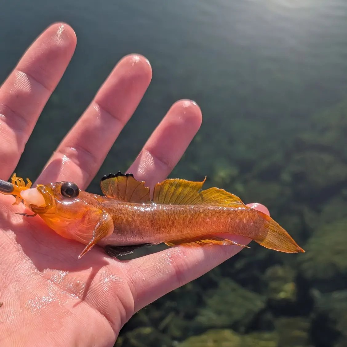 The most recent Blackeye goby catches on Fishbrain