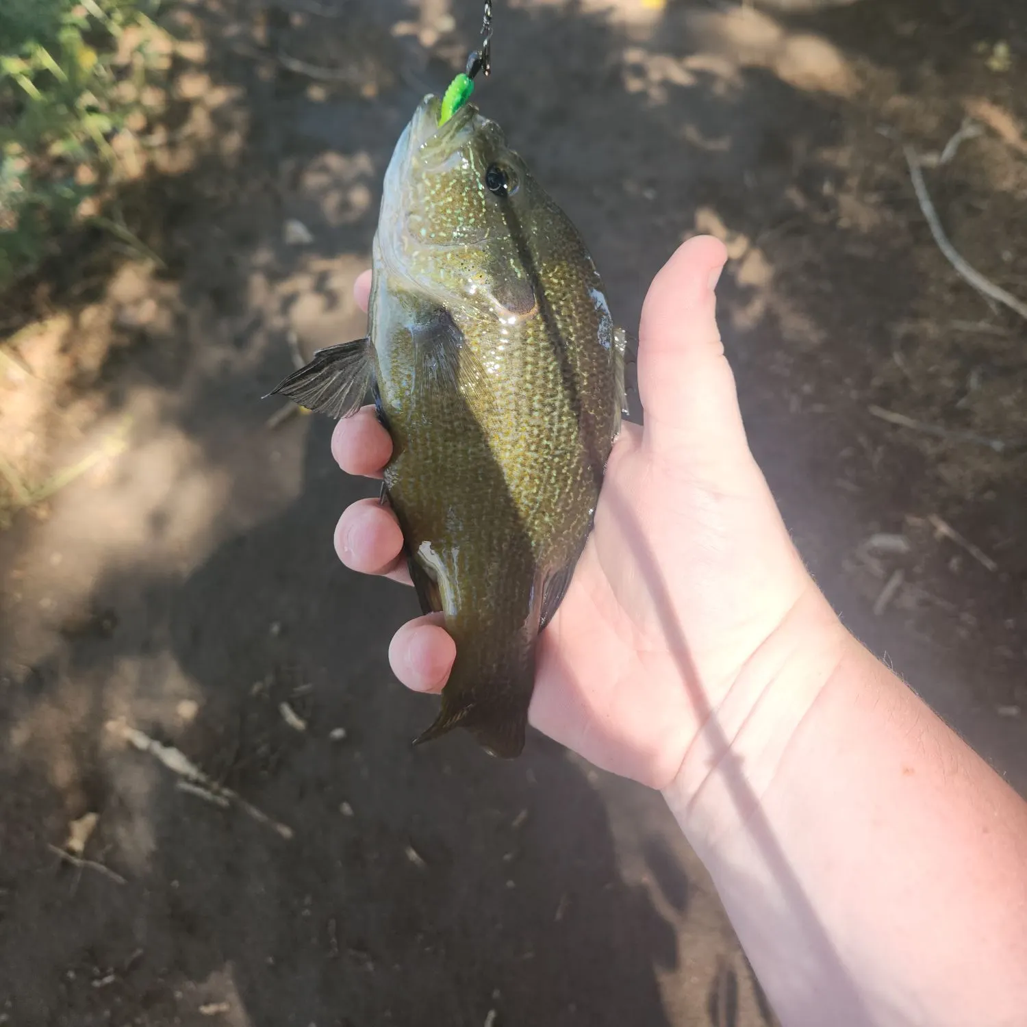 Green sunfish caught on Fishbrain