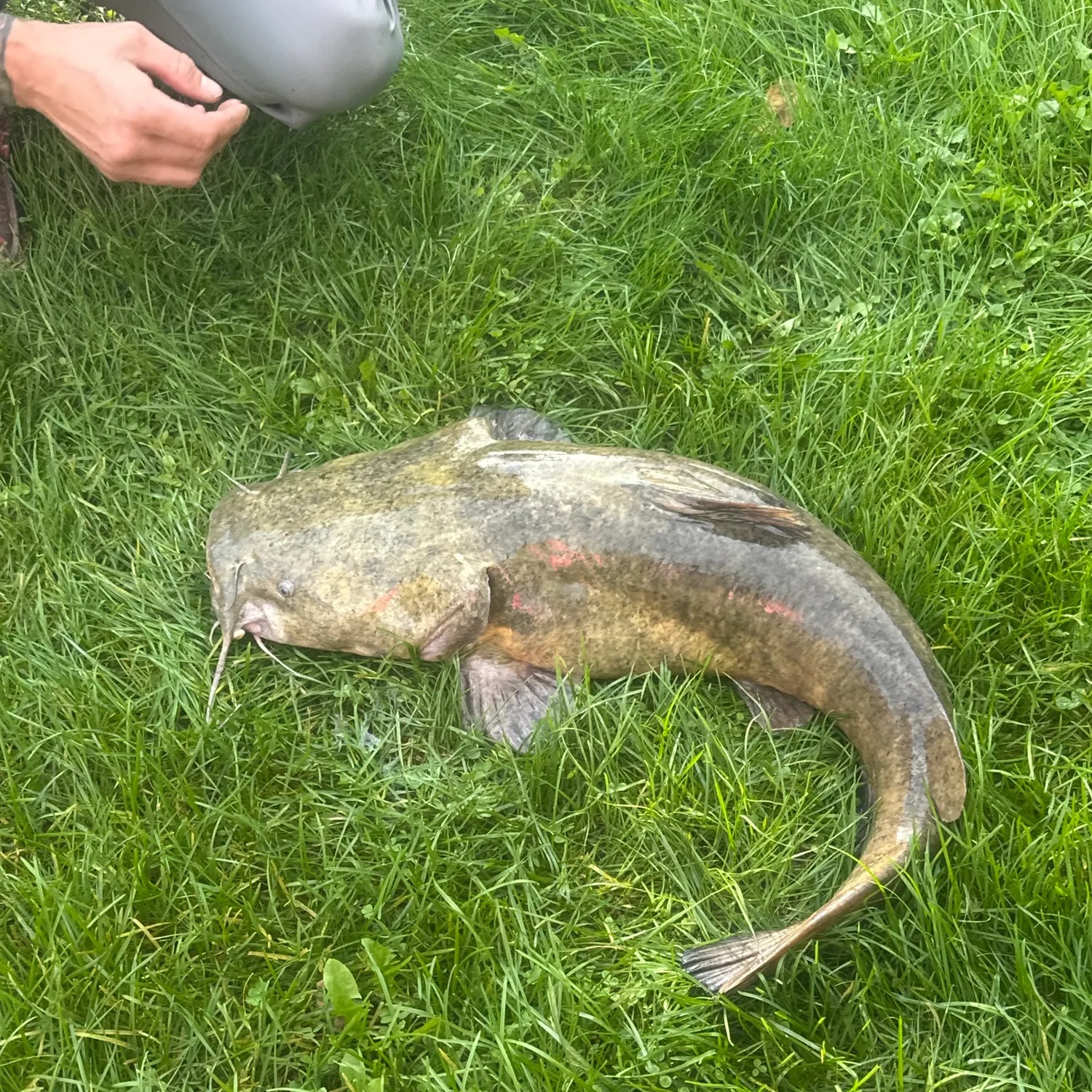 Flathead catfish caught on Fishbrain