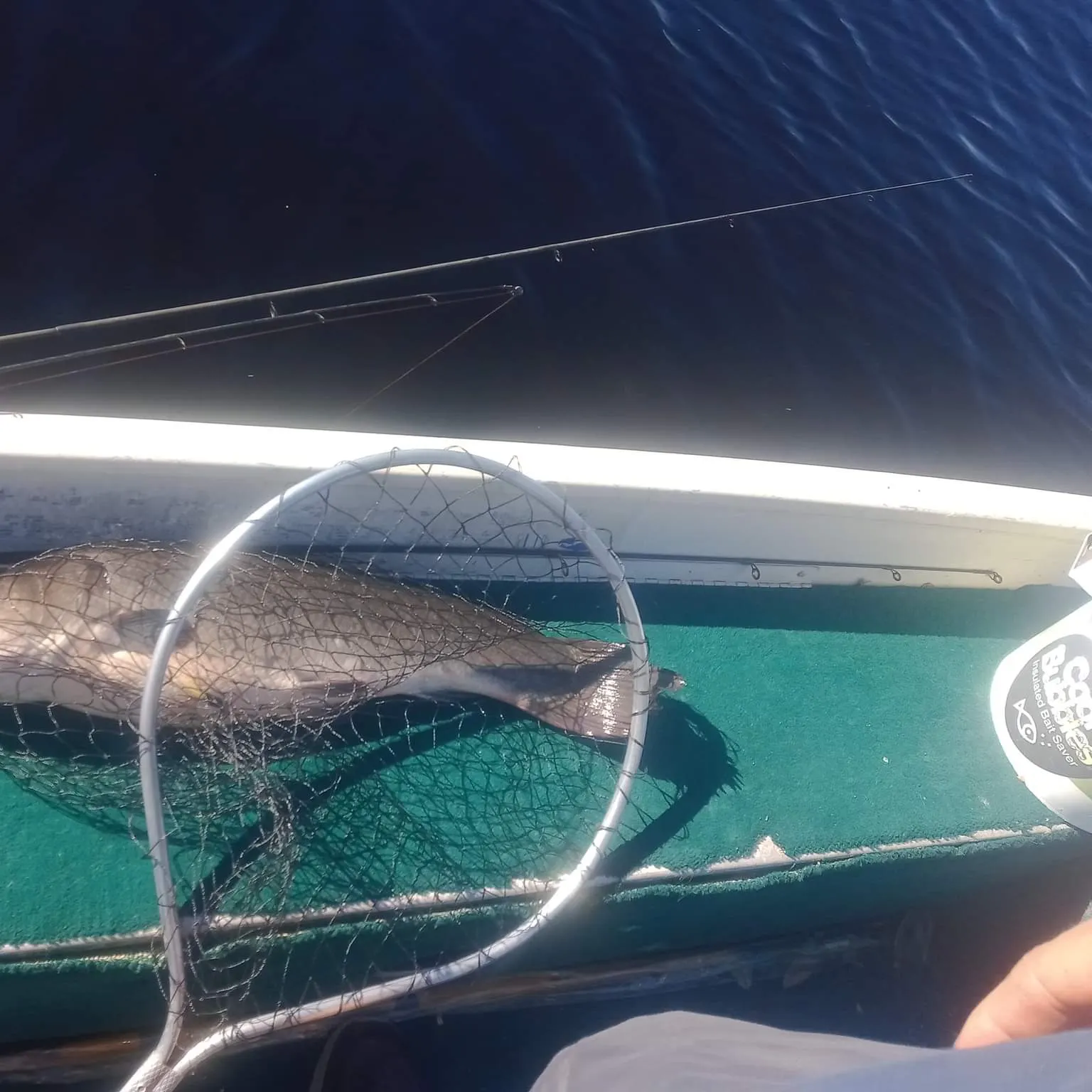 The most recent Ruddy bowfin catches on Fishbrain