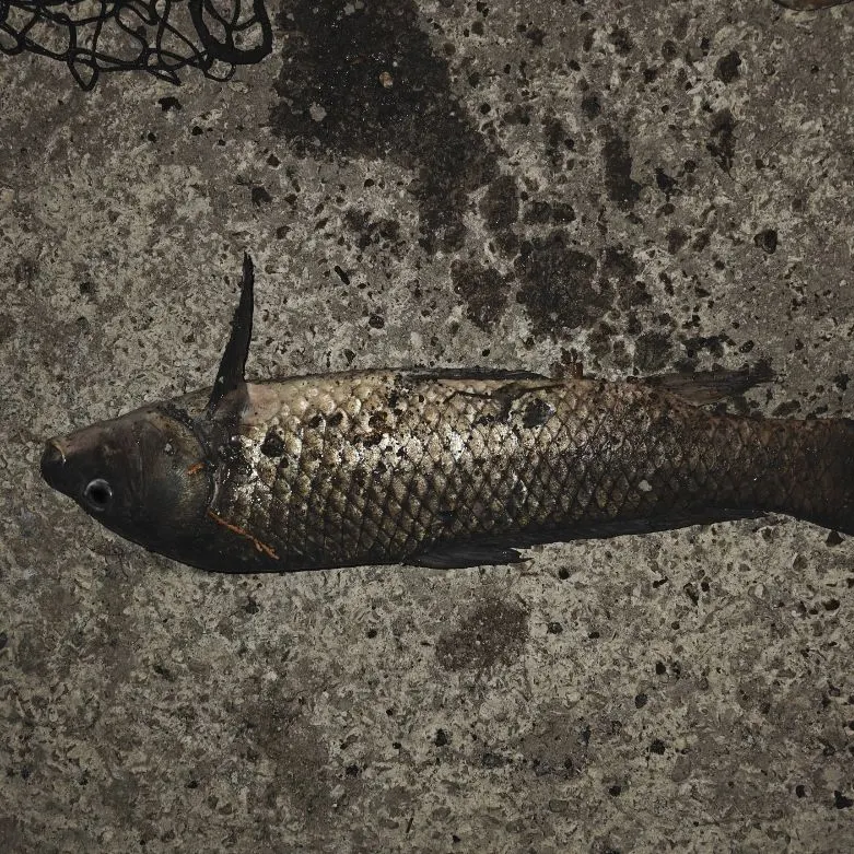 Common carp caught on Fishbrain