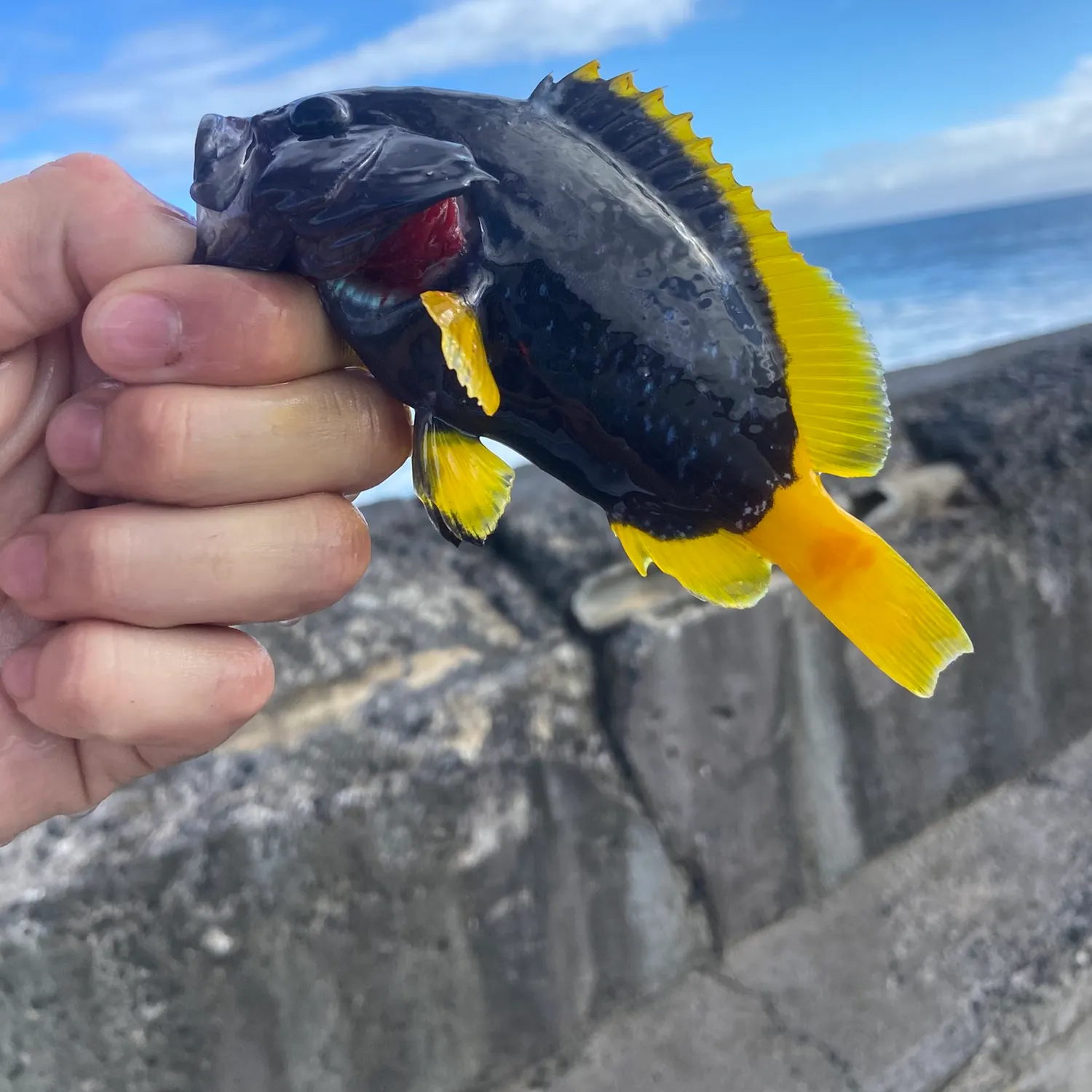 The most recent Giant grouper catches on Fishbrain
