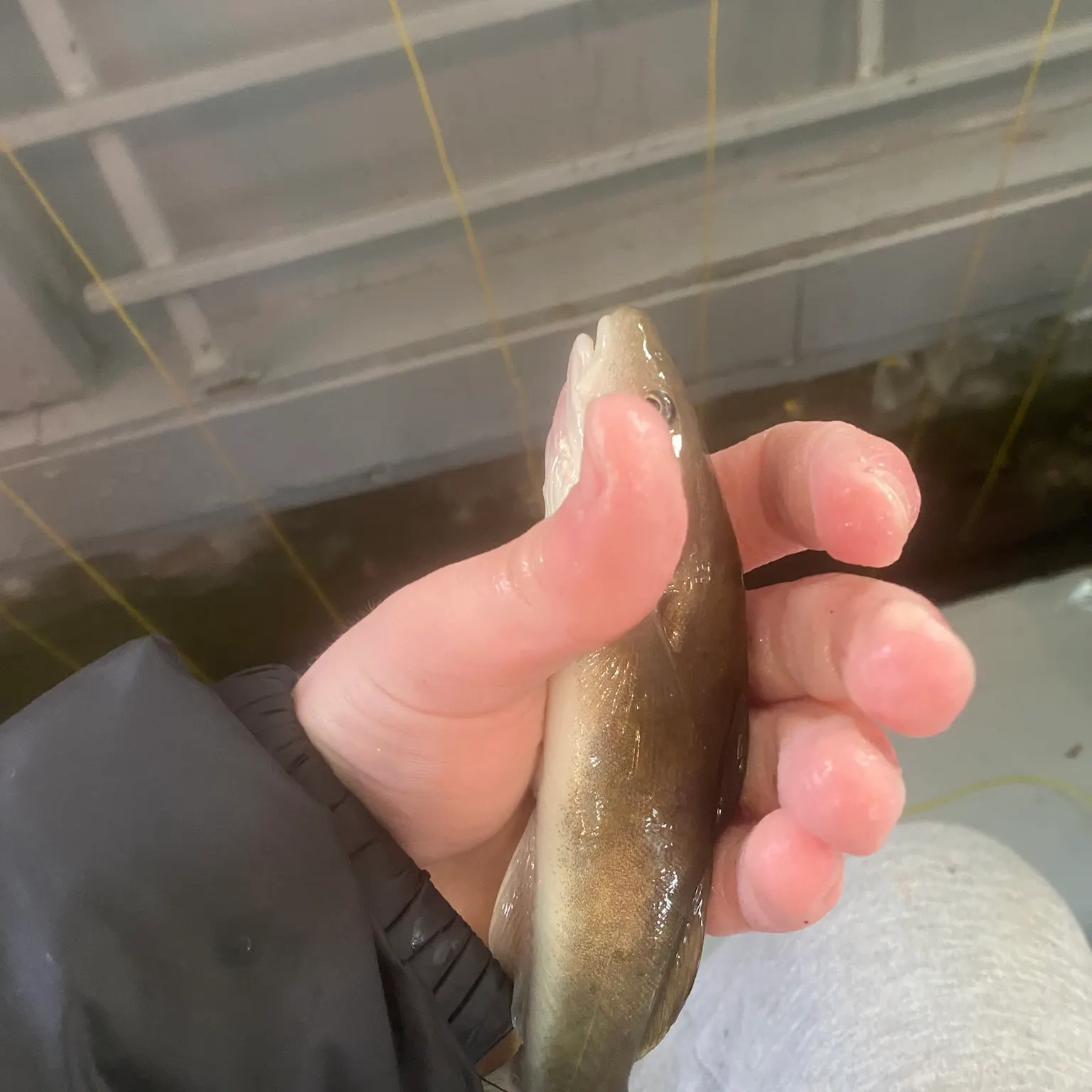 The most recent Atlantic cod catches on Fishbrain