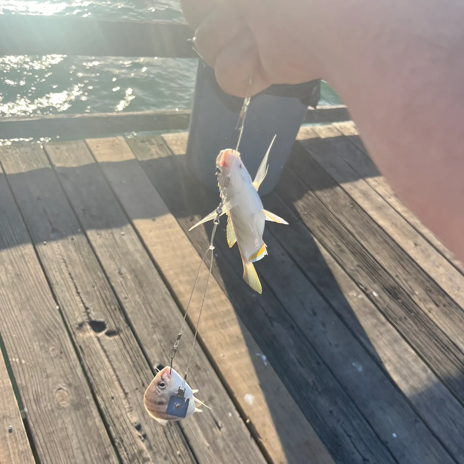 The most recent Southern kingcroaker catches on Fishbrain
