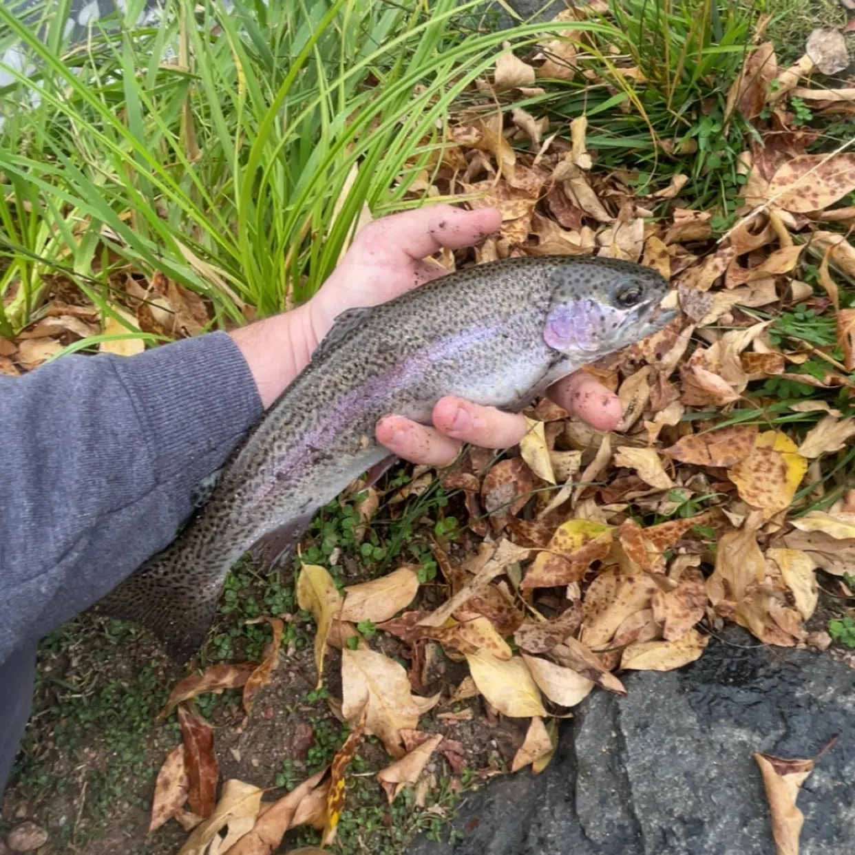 Cutbow caught on Fishbrain