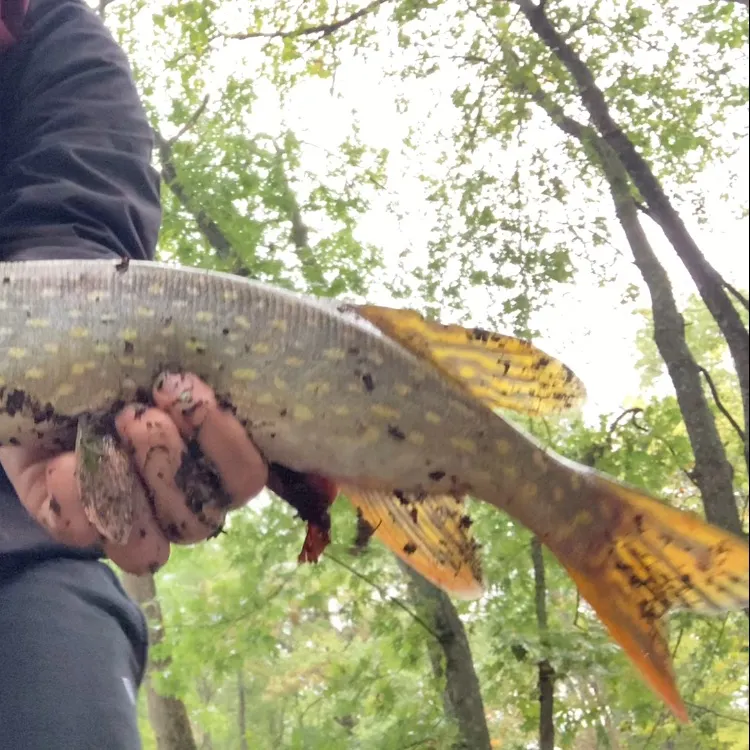 Northern pike caught on Fishbrain