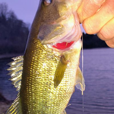 empty bullet casing fishing lure Rapala OG Deep Tiny 7 Dark Brown Crawdad Ideal for lipless lure Size:STTLW40HB Tarpon Boone 16430 Unrigged Bird,