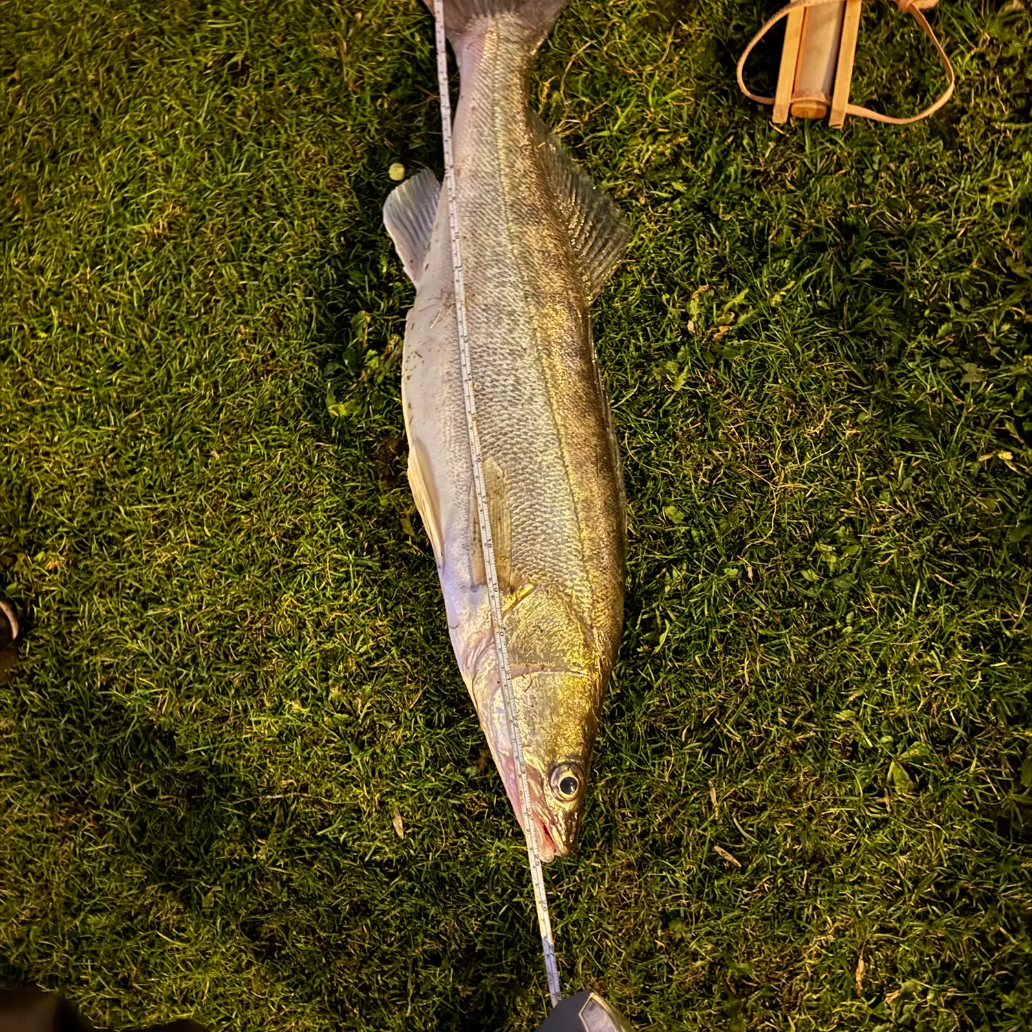 Zander caught on Fishbrain