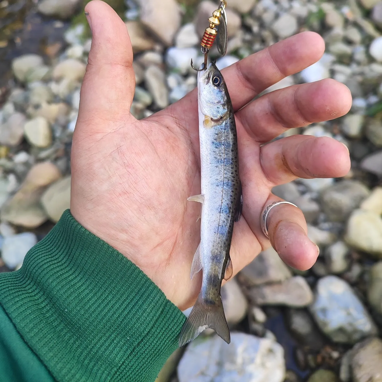 The most recent Huchen catches on Fishbrain