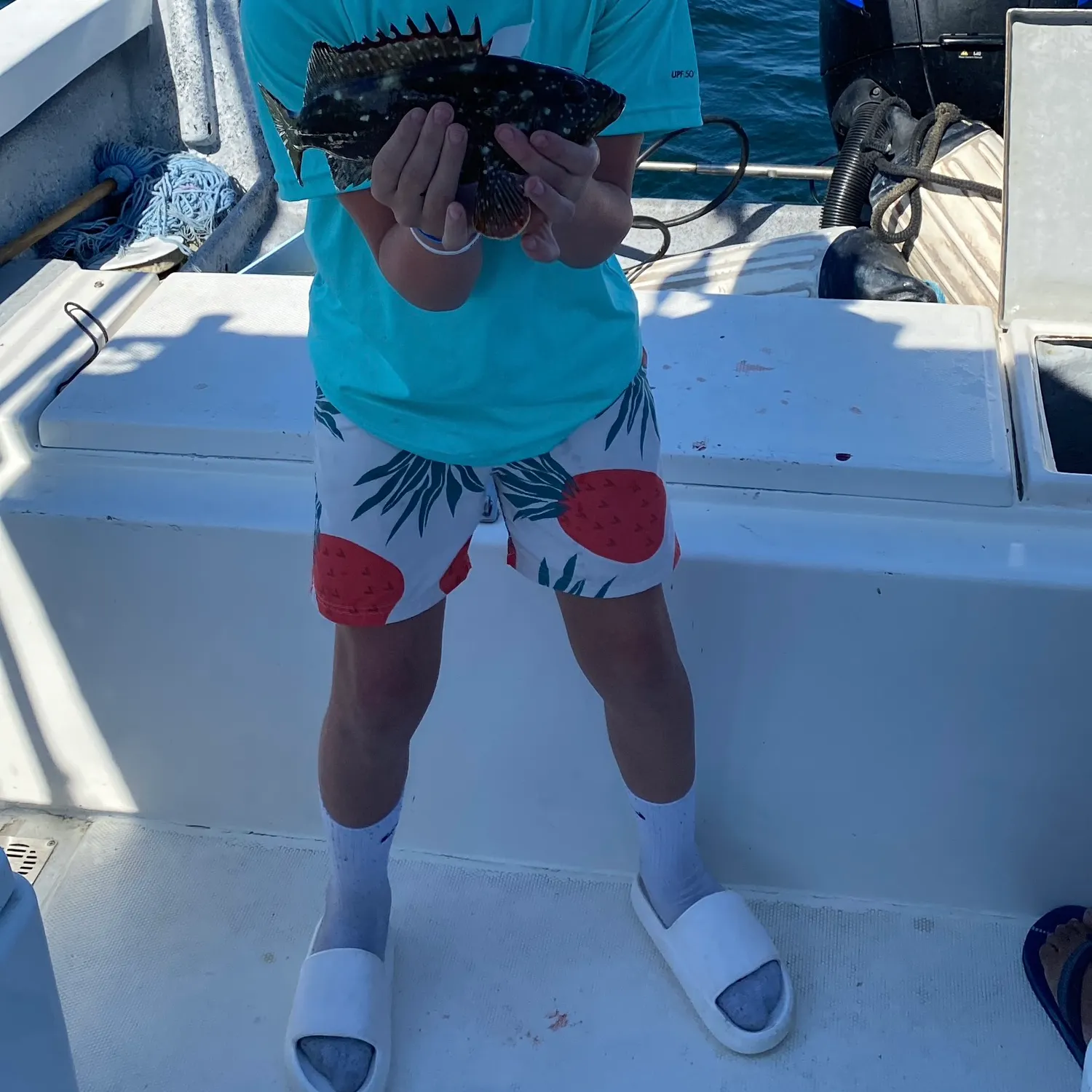 The most recent Greasy grouper catches on Fishbrain