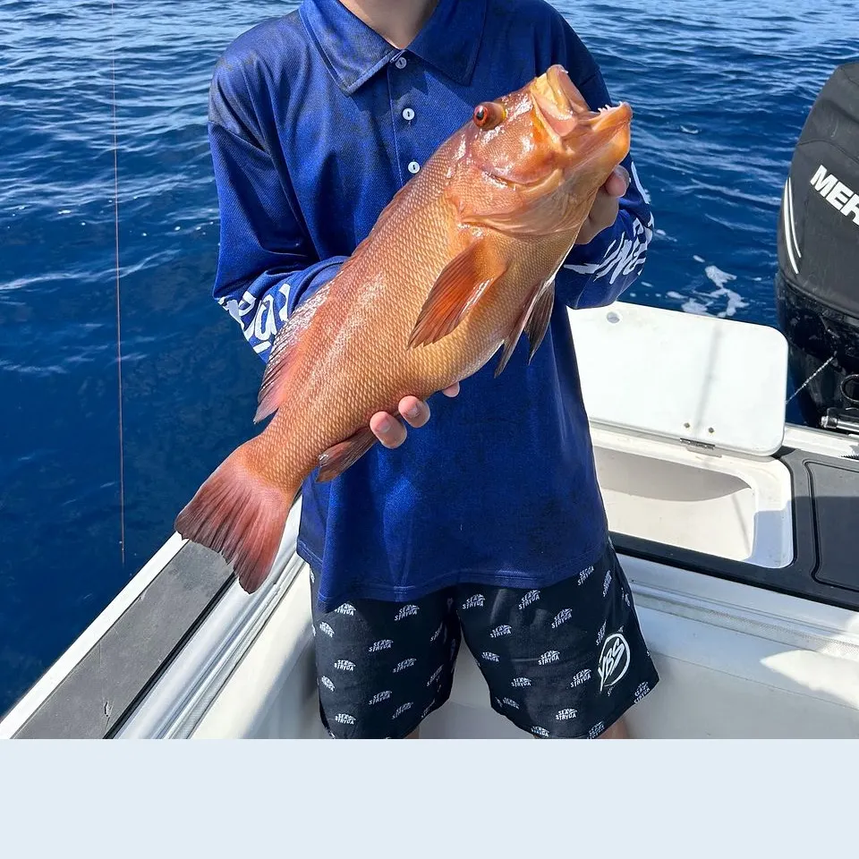 The most recent Breaksea cod catches on Fishbrain