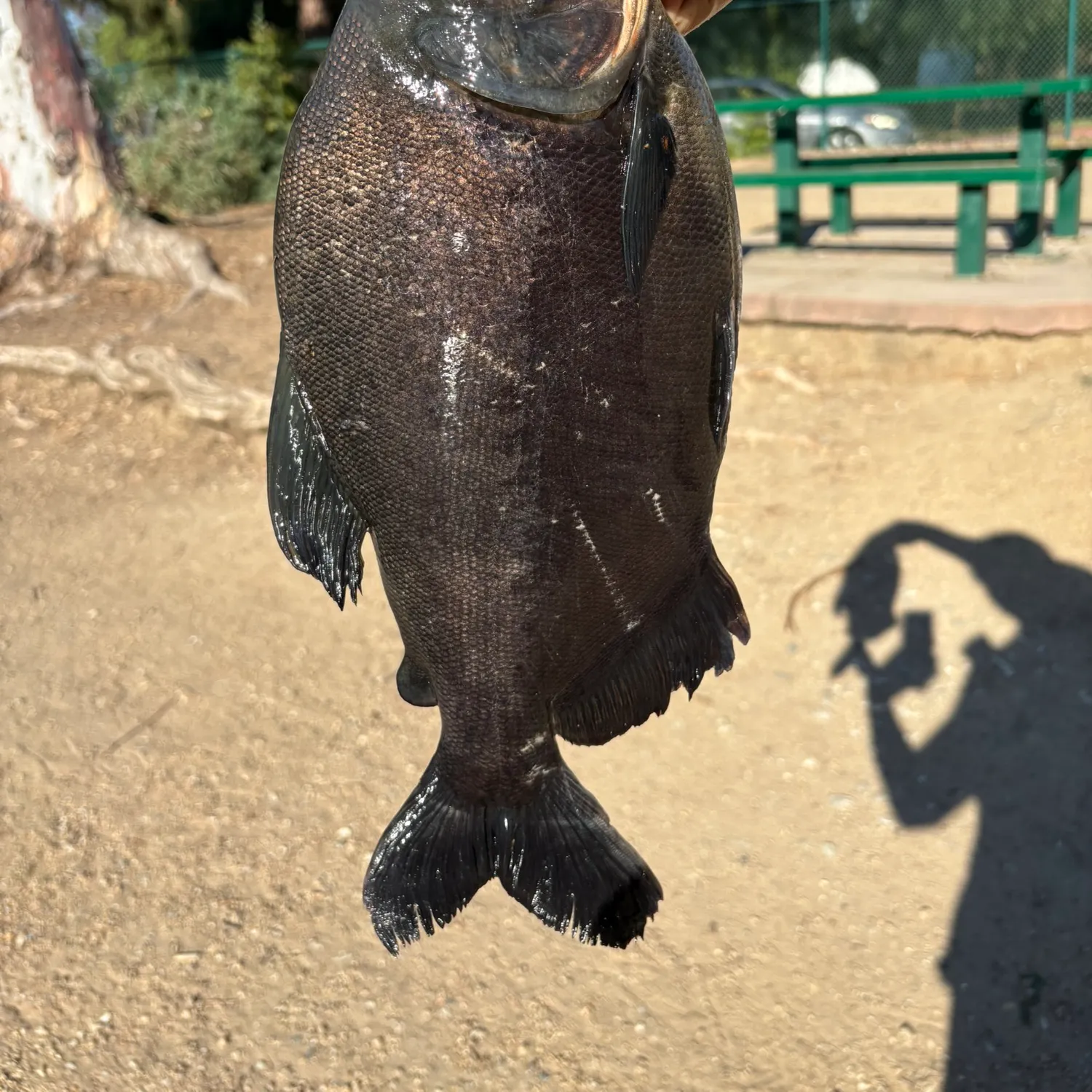 The most recent Black pacu catches on Fishbrain