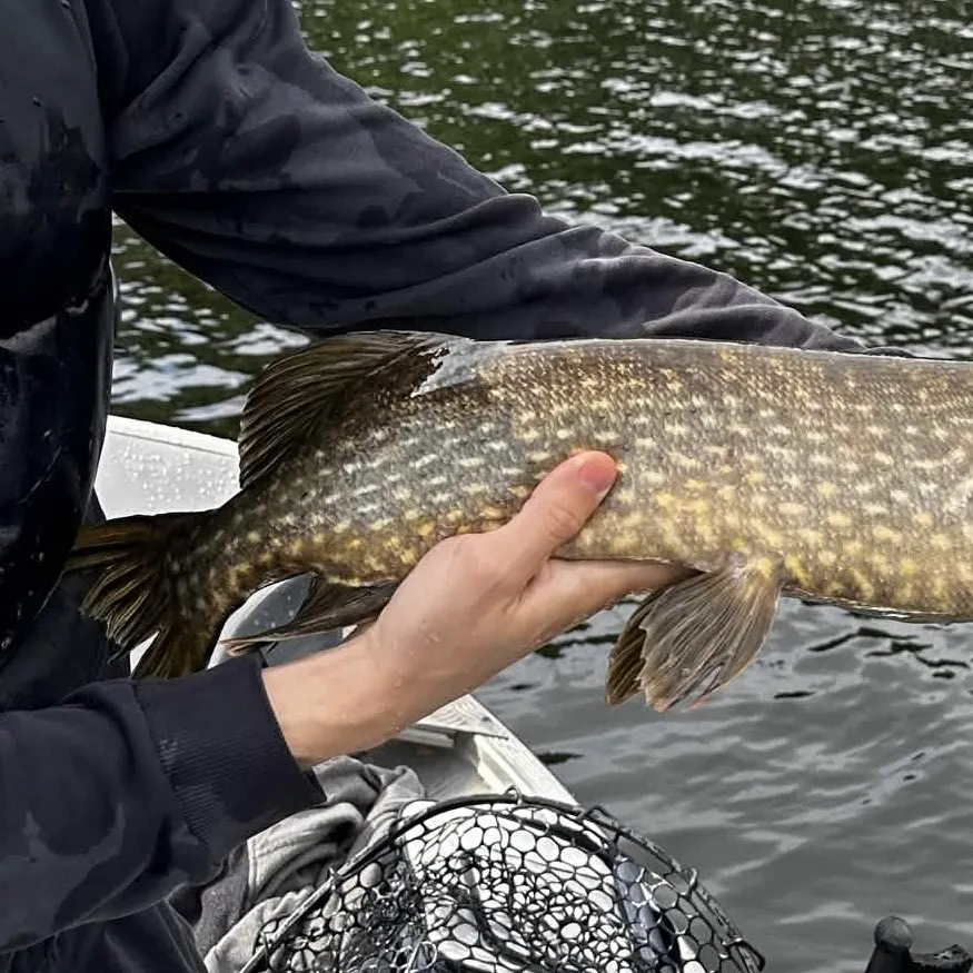 Northern pike caught on Fishbrain