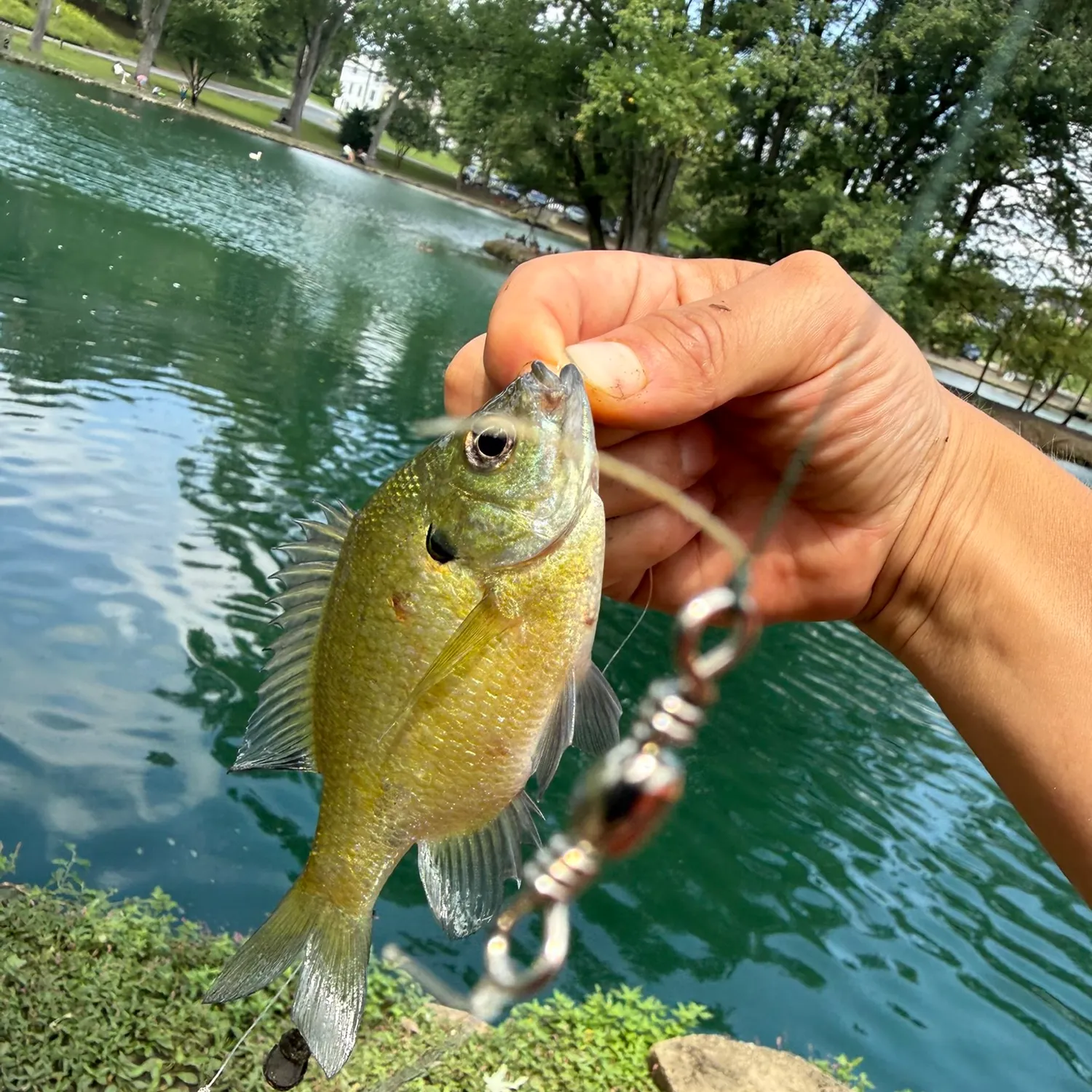 Bluegill caught on Fishbrain