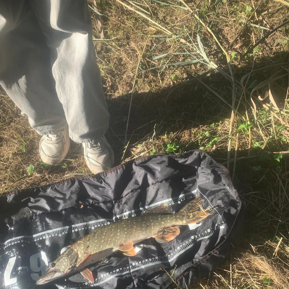 Northern pike caught on Fishbrain