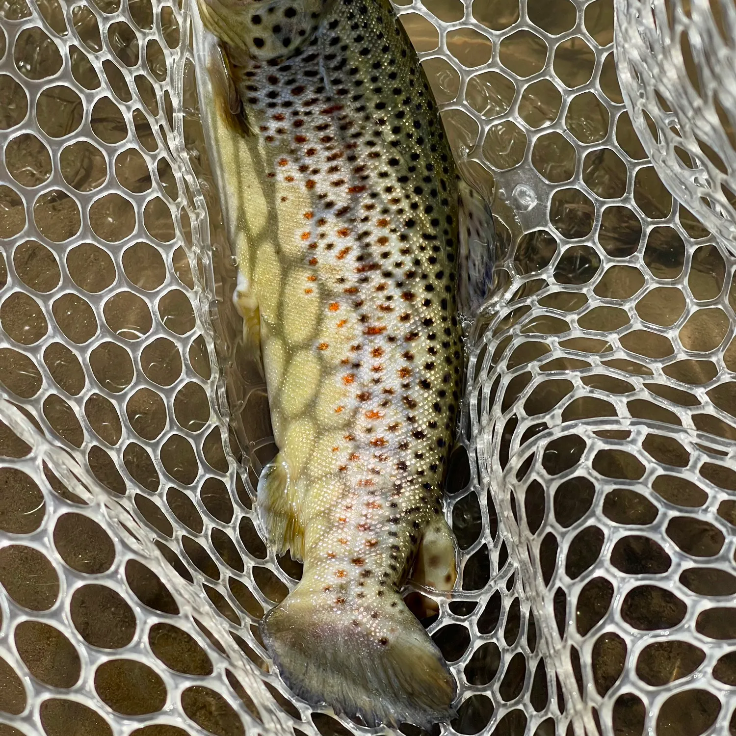 angler catch