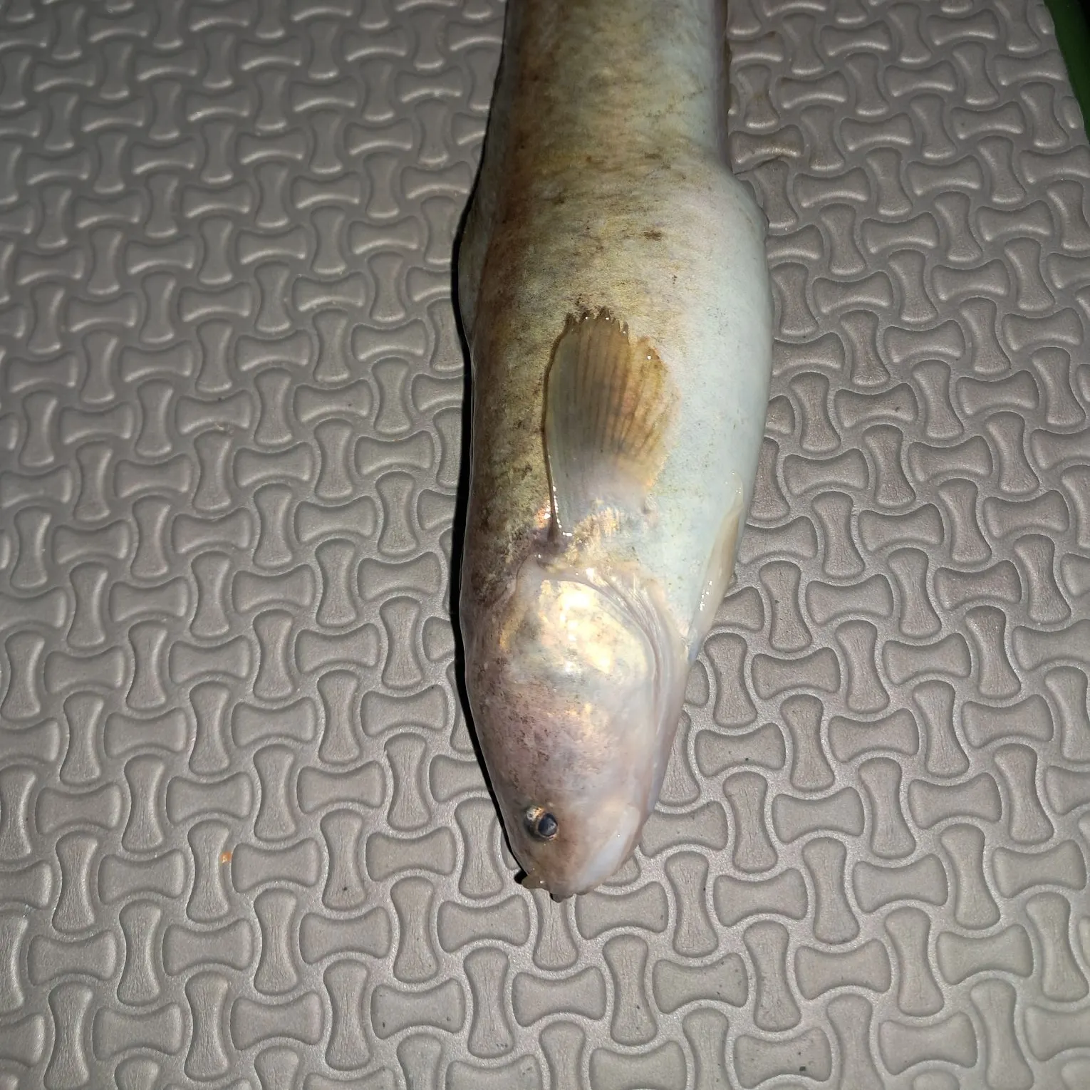 The most recent Fourbeard rockling catches on Fishbrain