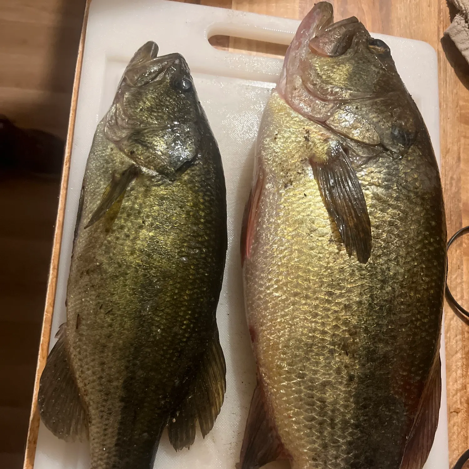 recently logged catches