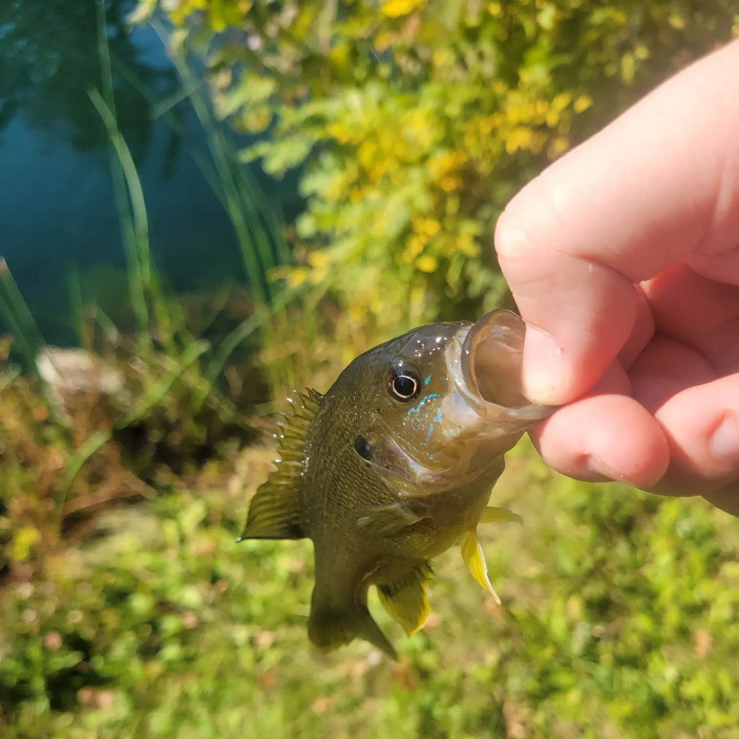 Green sunfish caught on Fishbrain