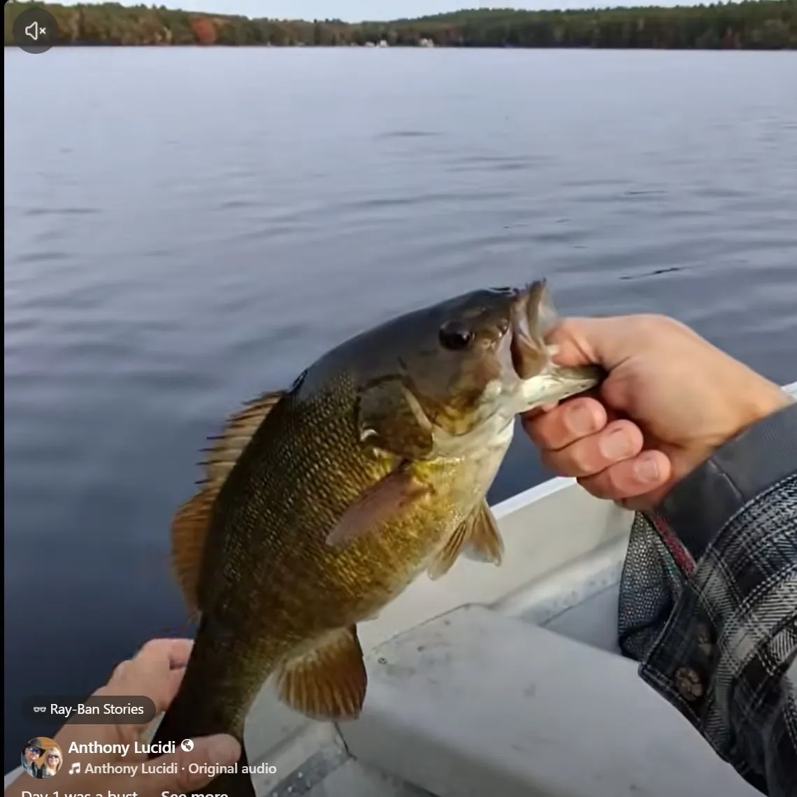 Smallmouth bass caught on Fishbrain