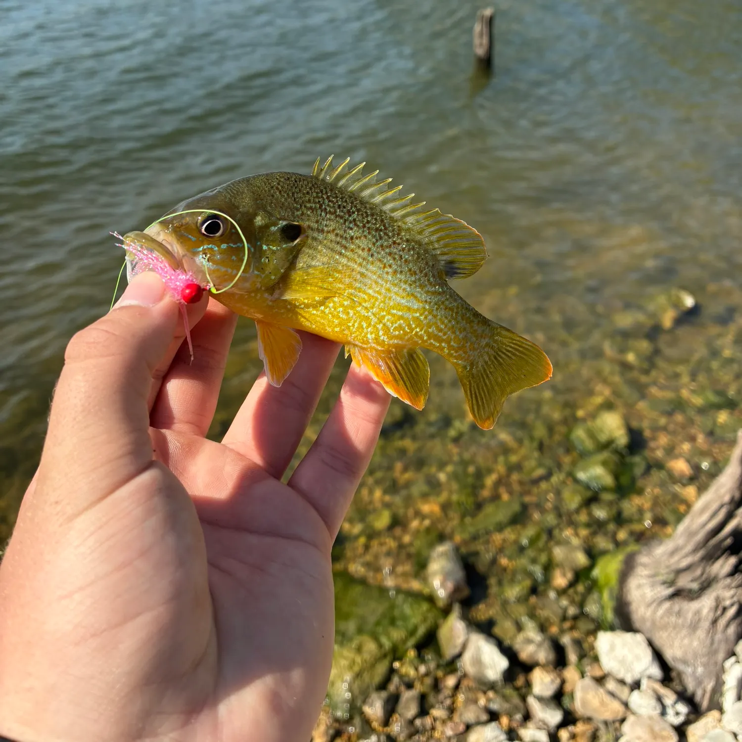 Green sunfish caught on Fishbrain